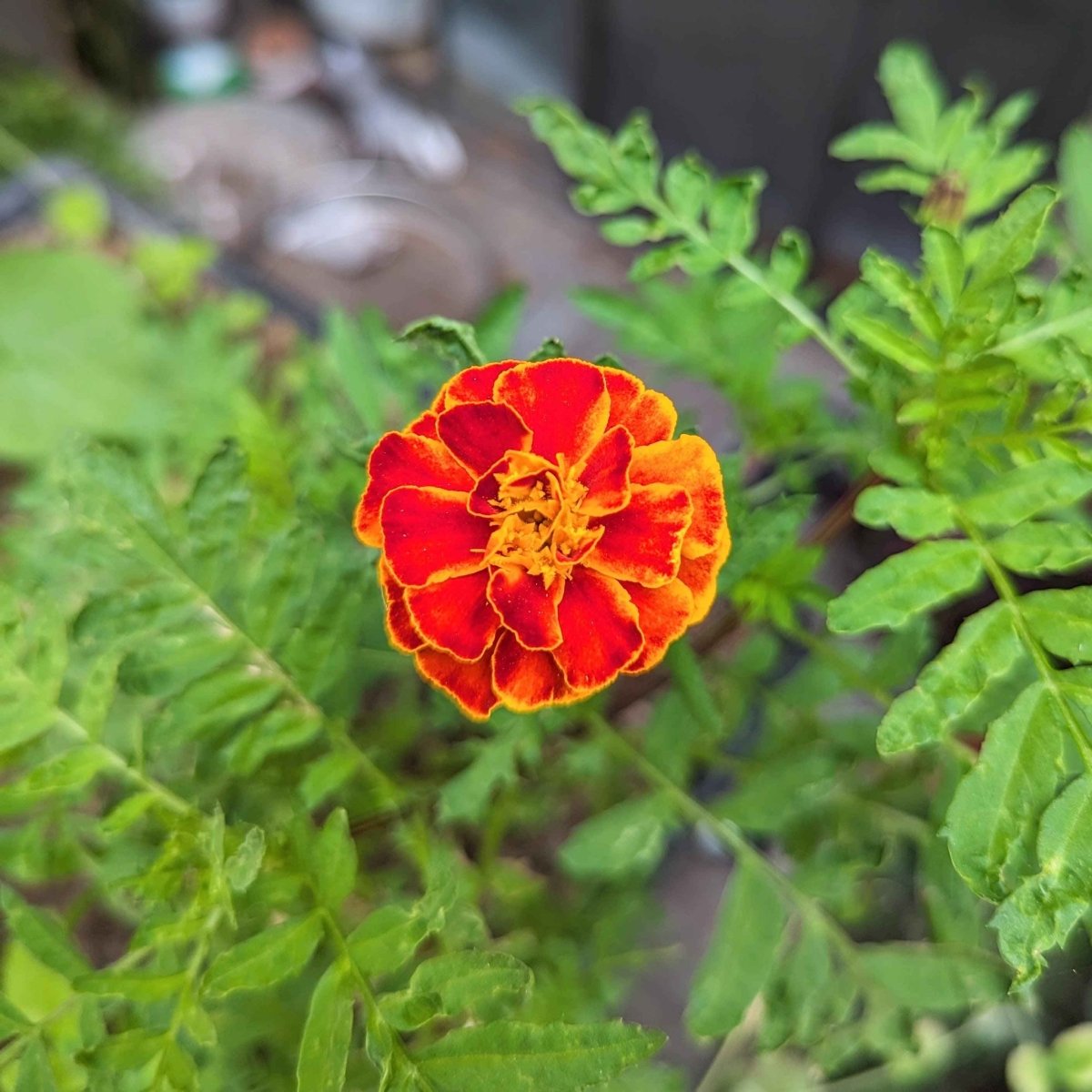 Petite Marigold flower seeds from Plantflix, showing small seed packets for planting vibrant, petite marigold flowers.