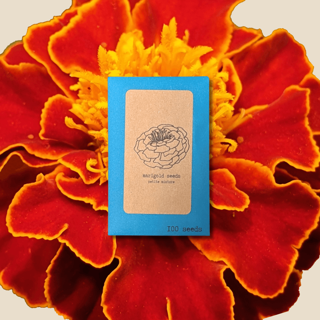 Close-up of Petite Marigold flower seeds from Plantflix, showing small seed packets for planting petite marigold flowers.