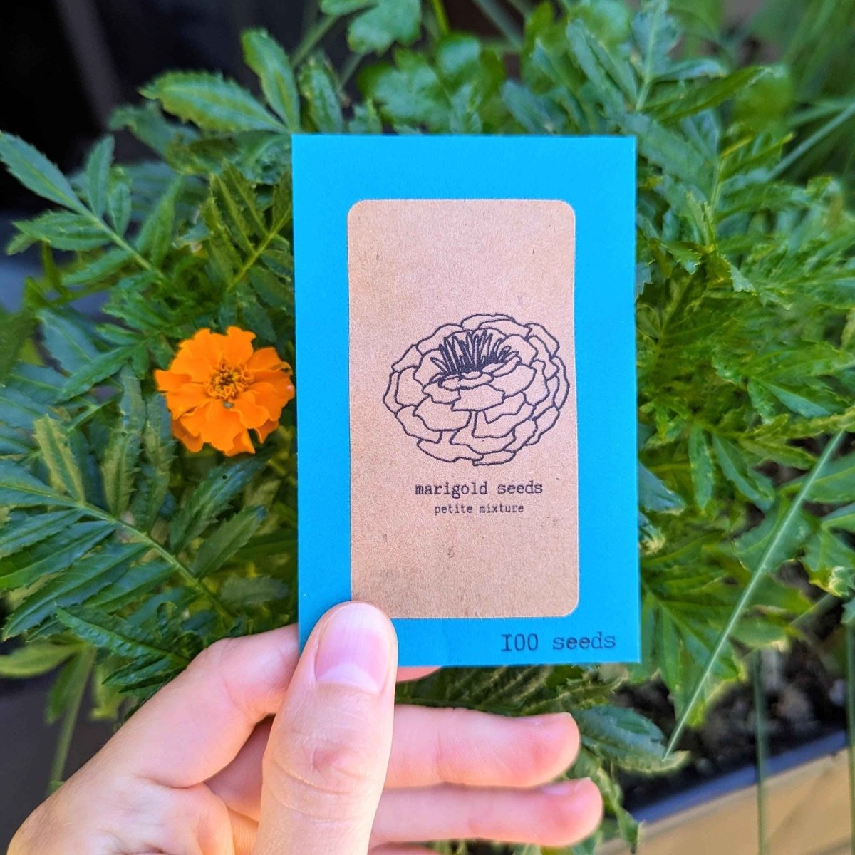 Close-up of Petite Marigold flower seeds from Plantflix, showing small, vibrant seed pods ready for planting.