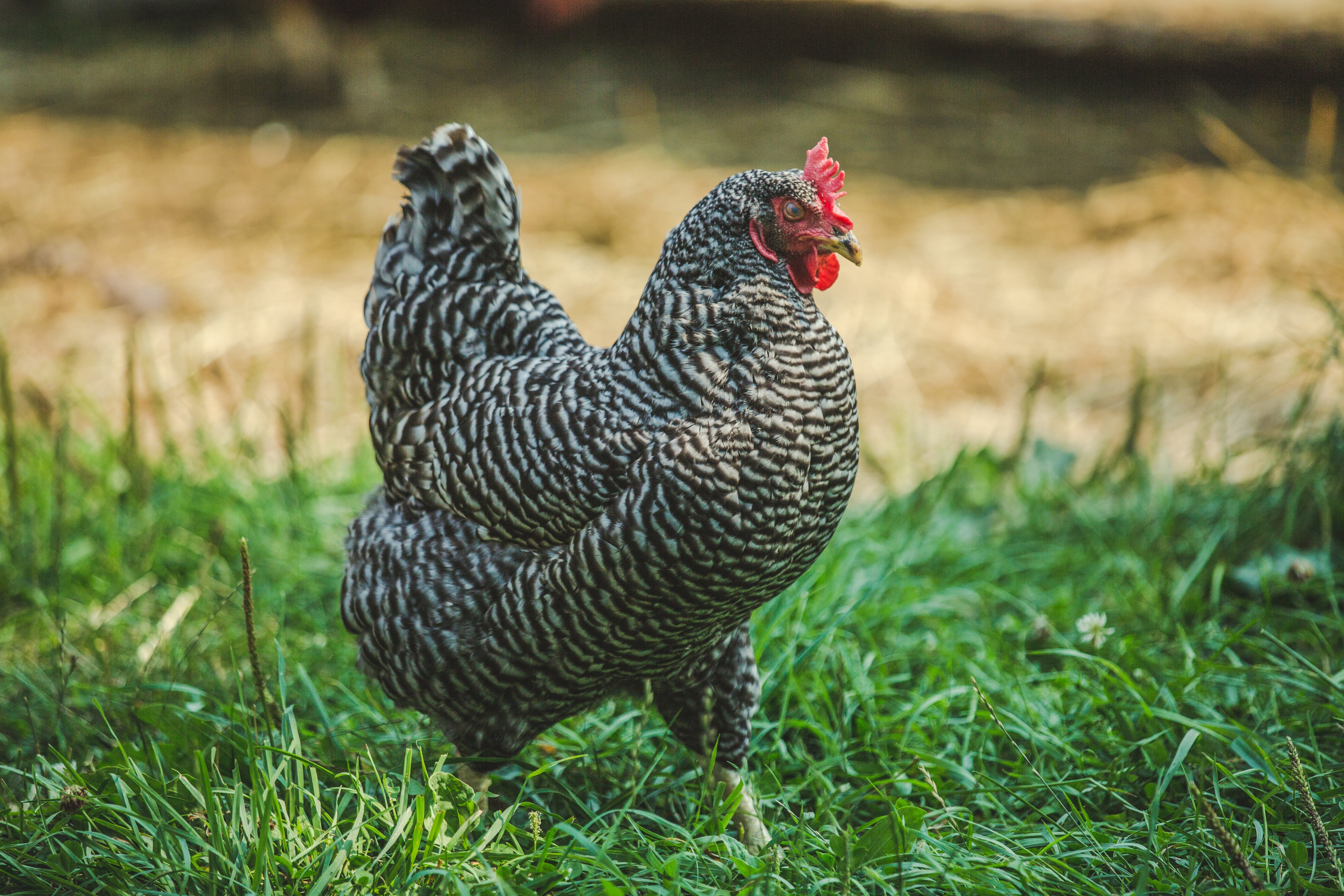 A black and white speckled chicken with a red comb stands on green grass with a blurred brownish background.