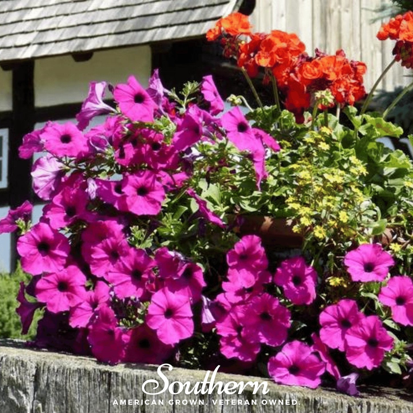 Shanin Wild Petunia flowers in vibrant violet with green foliage, 250 seeds from Southern Seeds for garden planting.