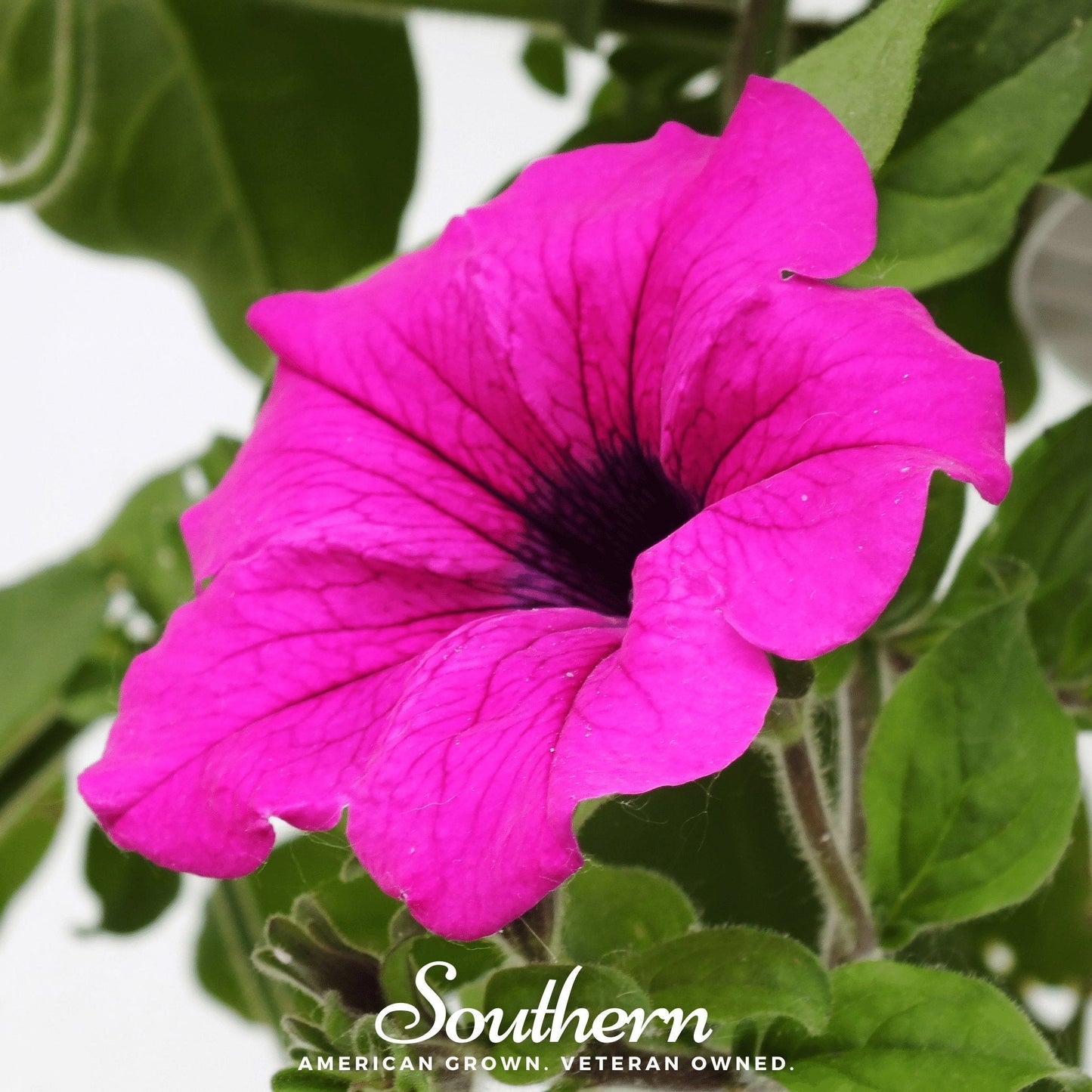 Shanin Wild Petunia flowers from Southern Seeds, vibrant purple petals, 250 seed packets for garden planting and landscaping.