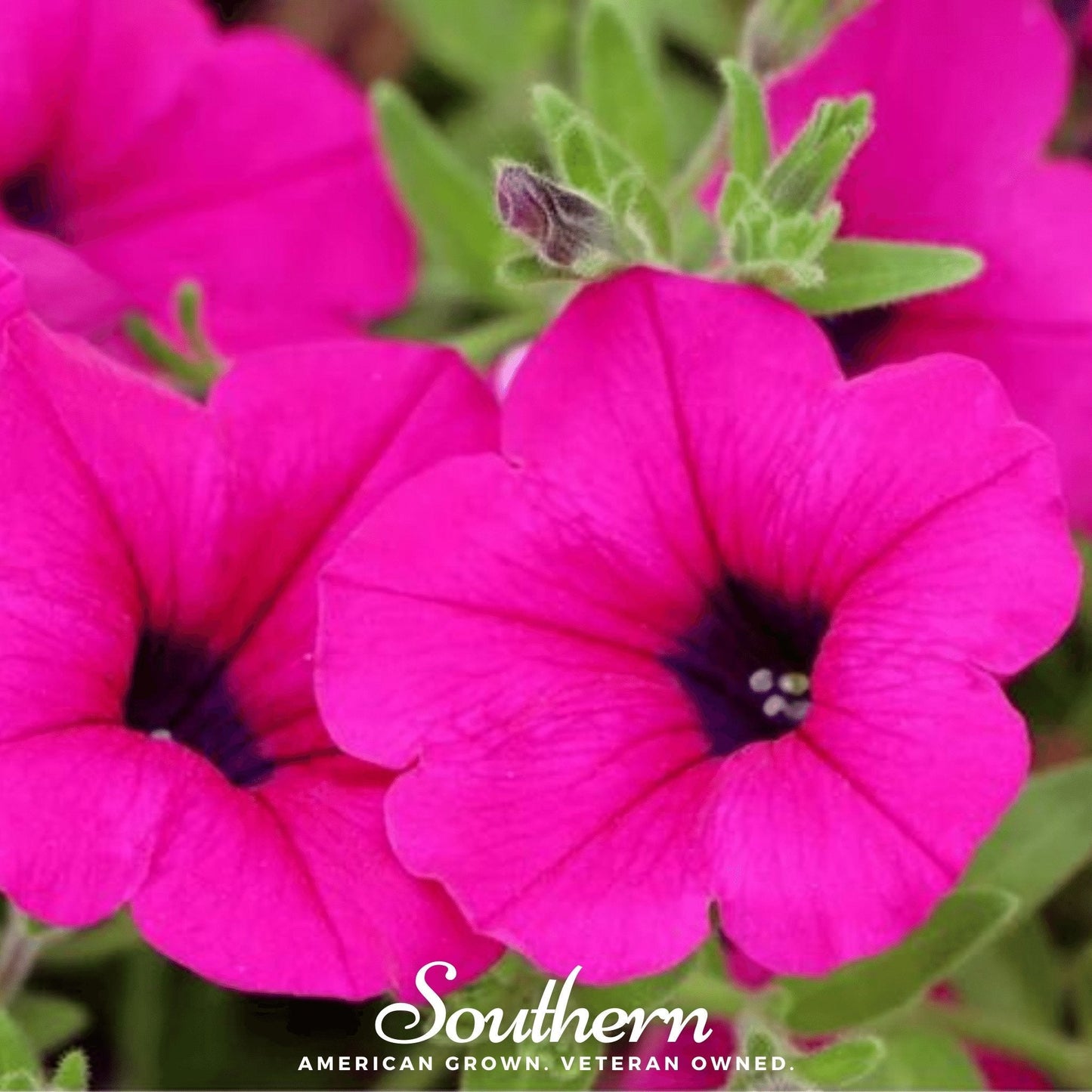 Shanin Wild Petunia seeds from Southern Seeds, showing vibrant violet flower clusters and green foliage, 250 seed packet.
