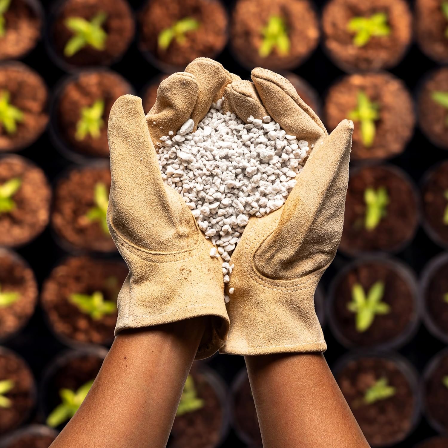 Perlite Bliss premium horticultural grade perlite for gardening, shown in 8-quart bag from Plantonix, ideal for plant growth.