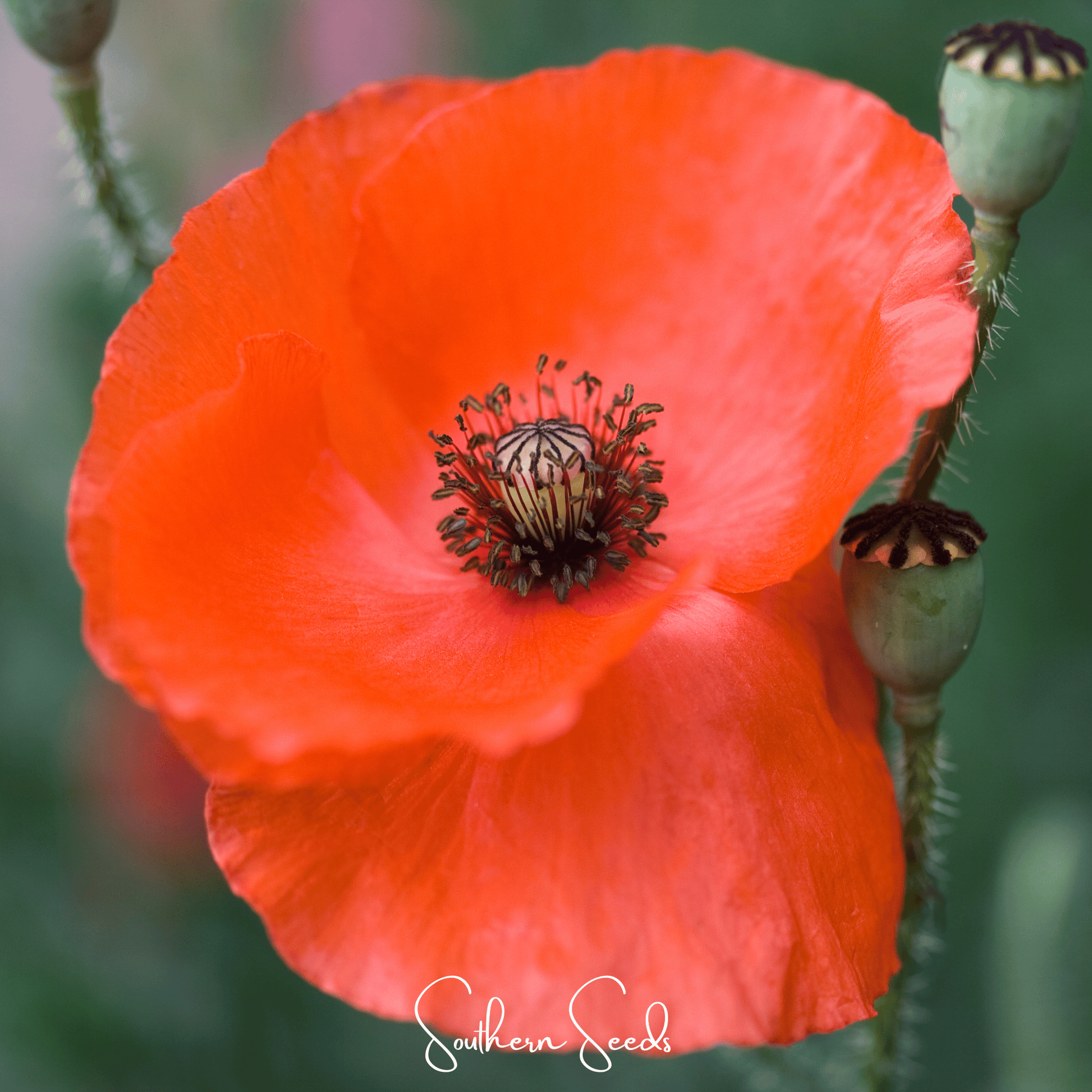 American Legion Poppy seeds from Southern Seeds, showing vibrant red poppy flower and seed packet for planting.