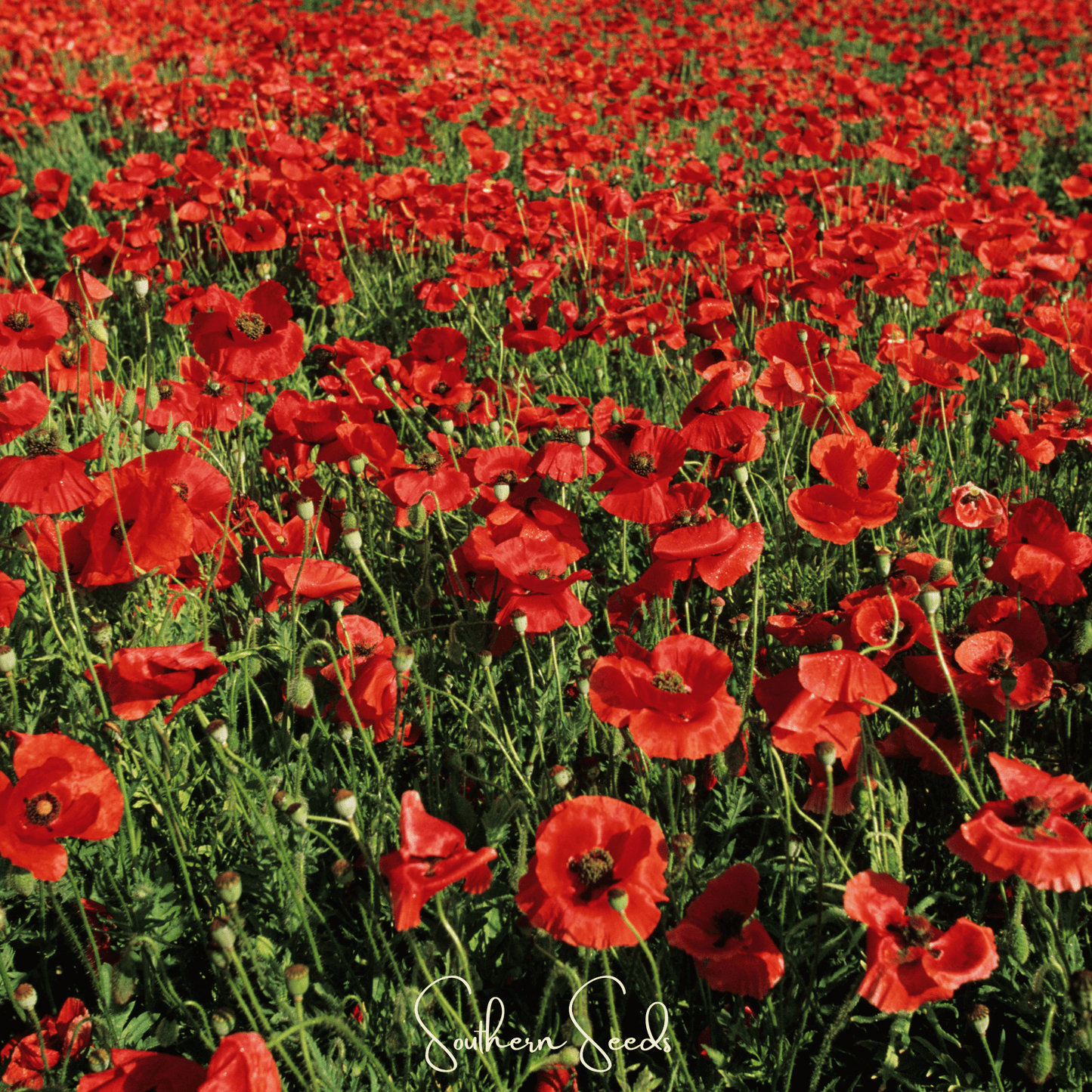 American Legion Poppy seeds from Southern Seeds, 100 seeds of Papaver rhoeas, vibrant red flower seeds for planting.