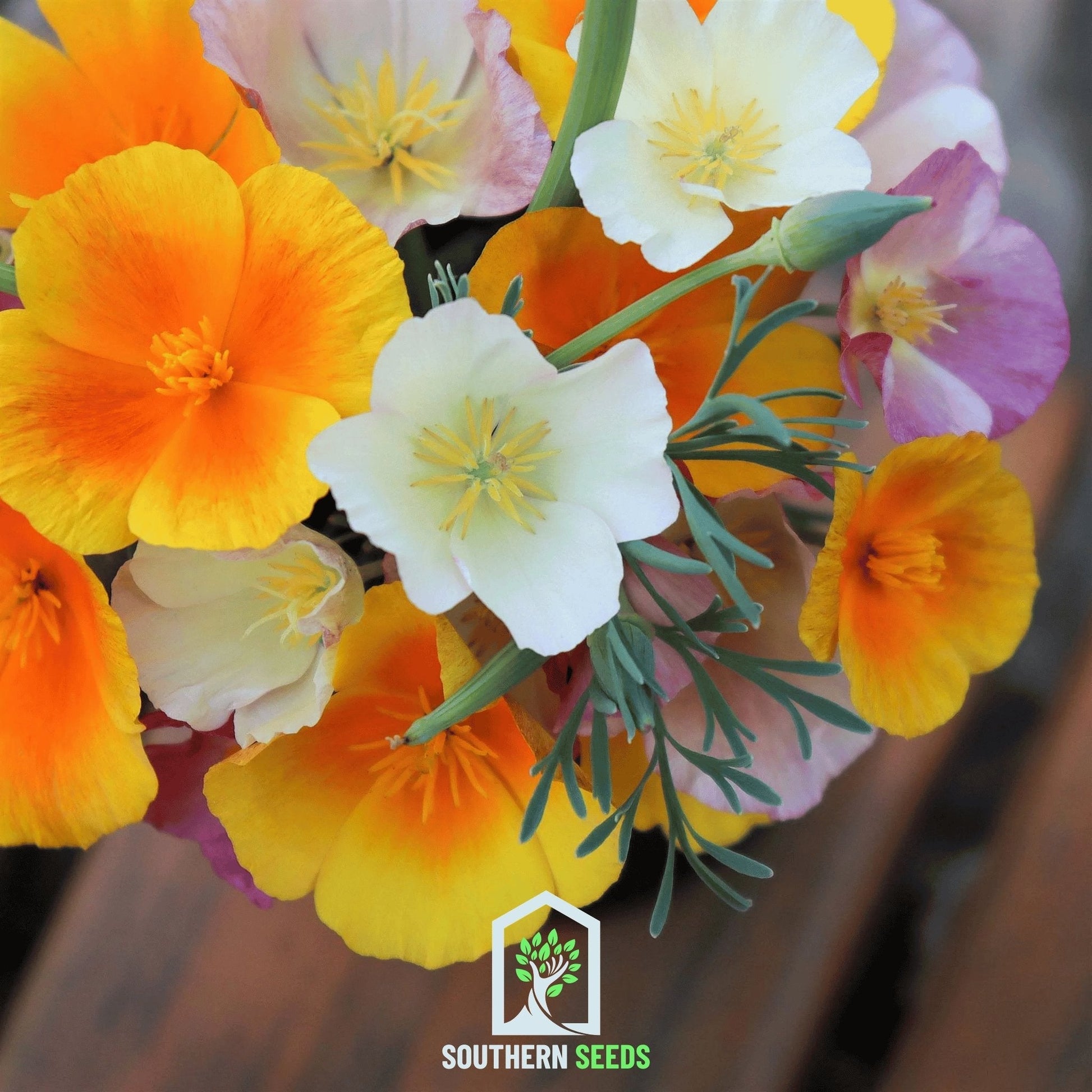 California Poppy Mix seeds from Southern Seeds, featuring vibrant orange and yellow poppy flowers in a close-up shot.