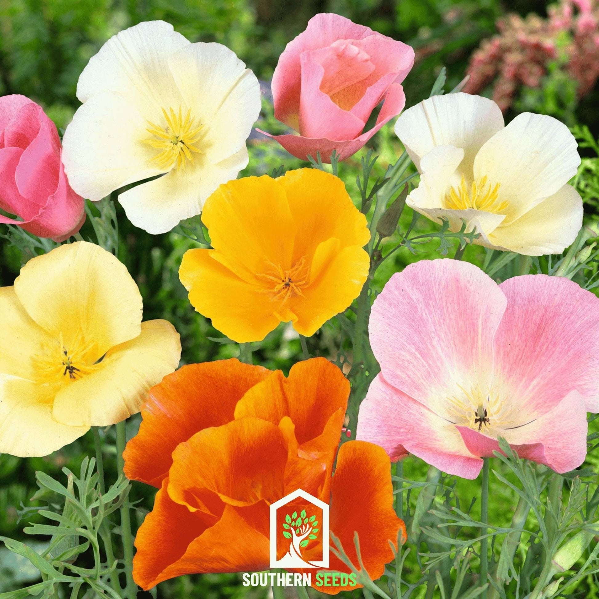 California Poppy Mix seeds from Southern Seeds, showing vibrant orange and yellow poppy flower seeds in a clear packet.