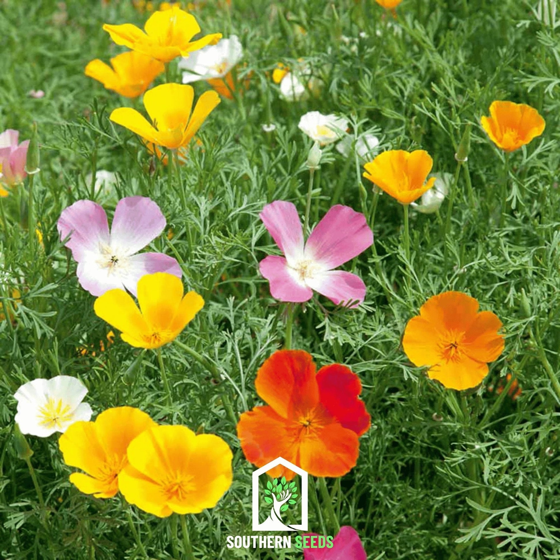 California Poppy Mix seeds from Southern Seeds, showing vibrant orange and yellow poppy flower seedlings on a garden background.