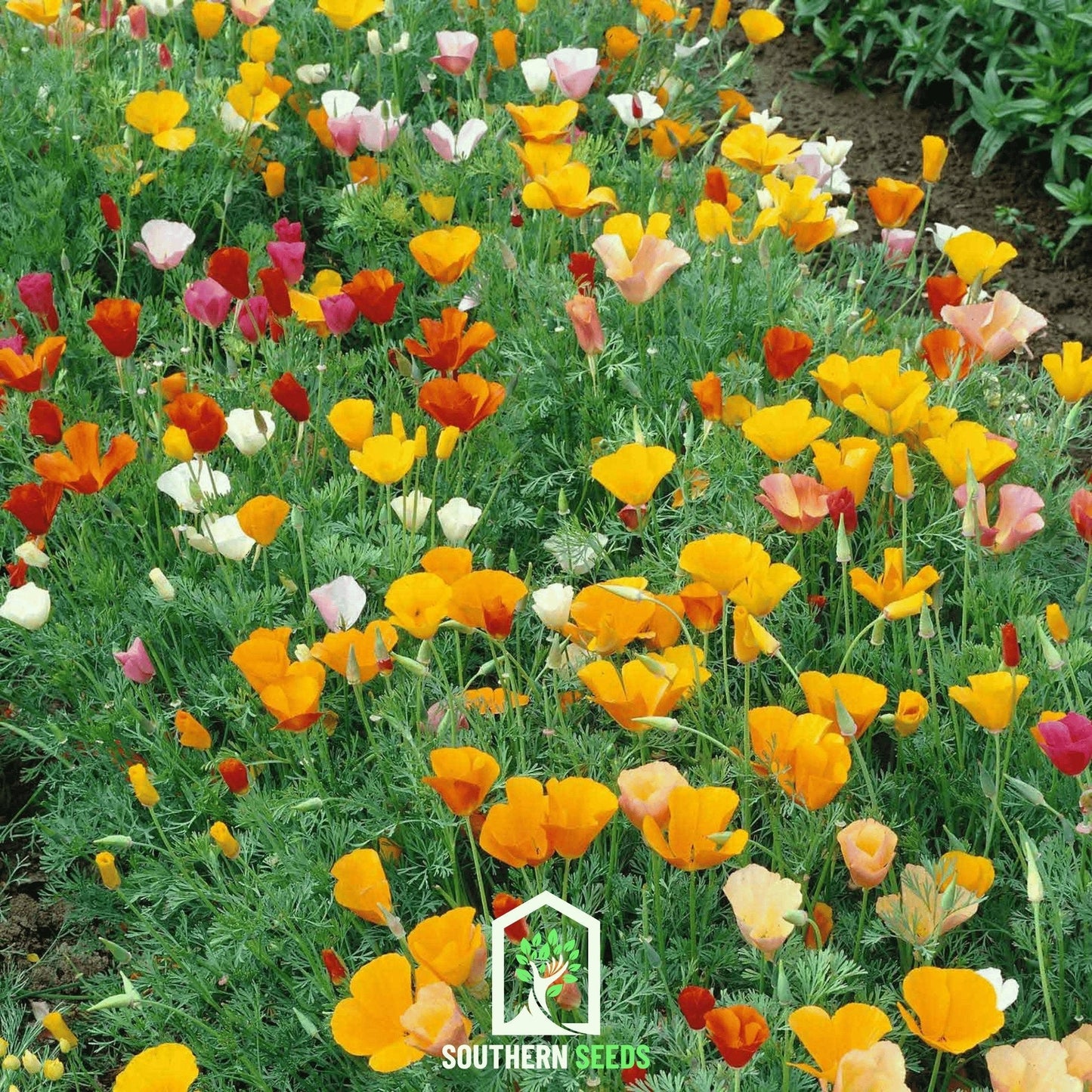 California Poppy Mix seeds from Southern Seeds, showing vibrant orange and yellow poppy flower seeds on a white background.