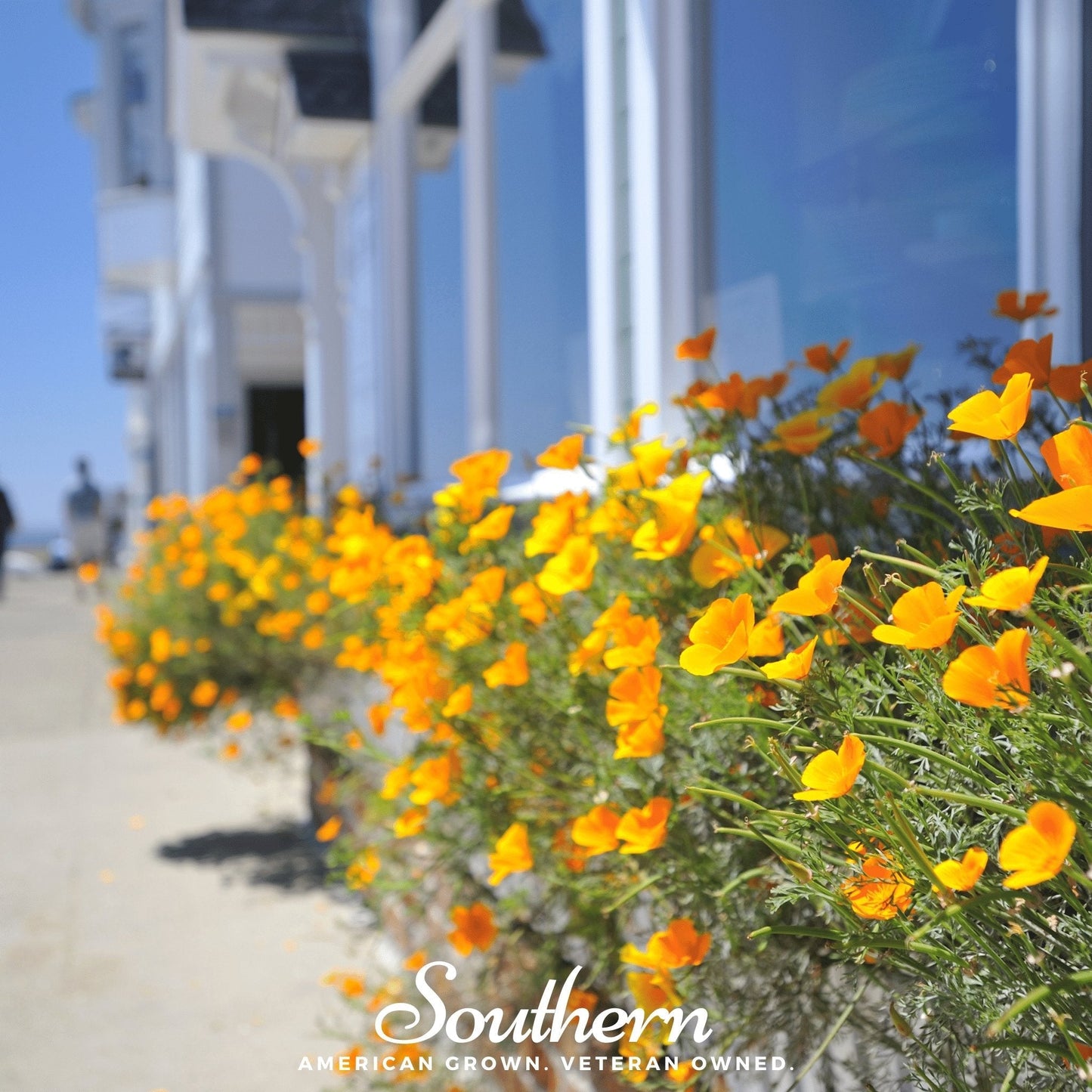 Orange California Poppy seeds from Southern Seeds, showing vibrant orange poppy flowers and seed packets for planting.