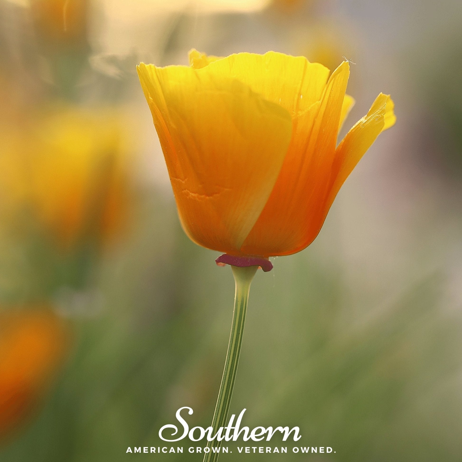 Orange California Poppy flowers from Southern Seeds, showing vibrant petals and green foliage, with 200 seeds in the image.