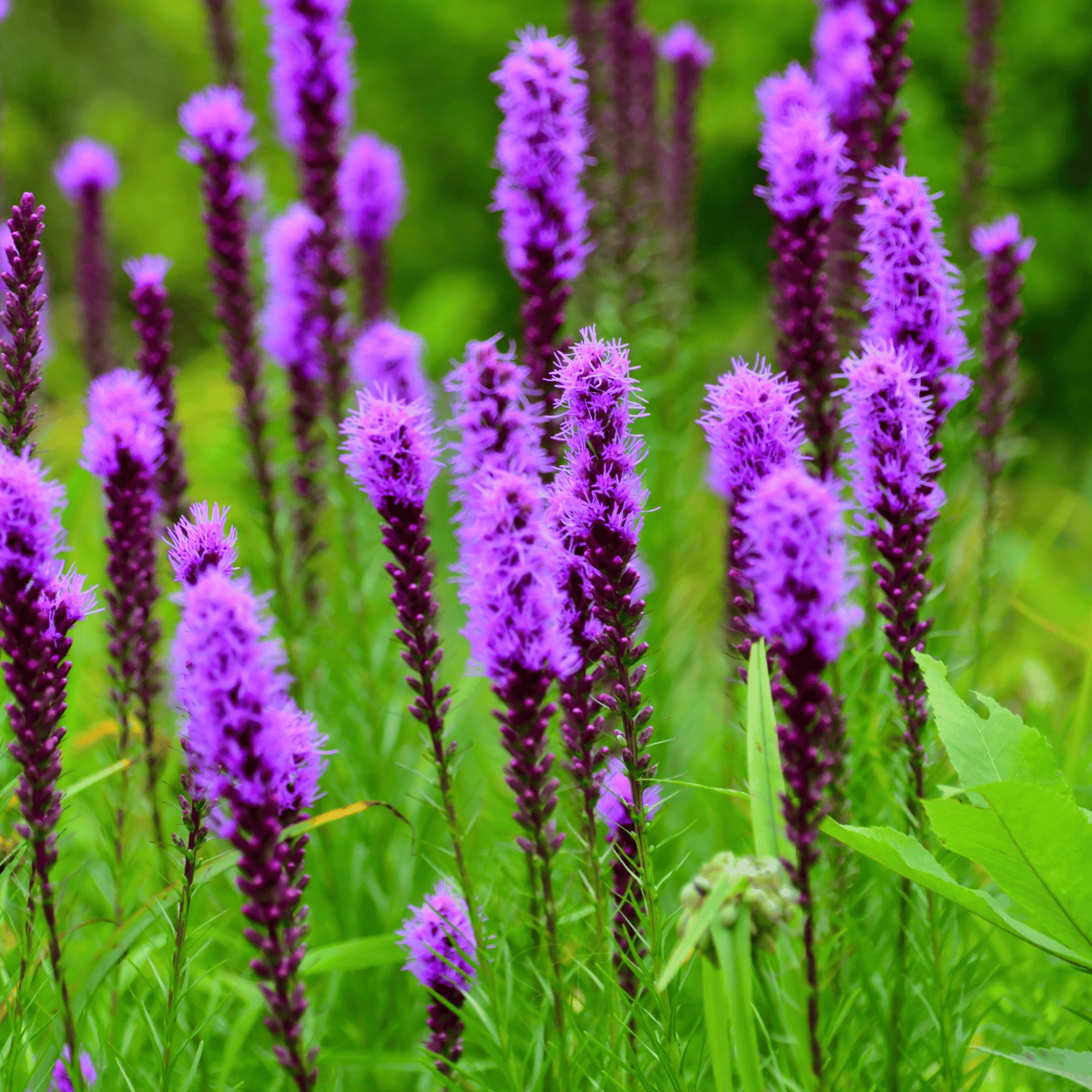 Packet of Southern Seeds Prairie Blazing Star flower seeds, showing vibrant purple wildflower seeds for planting.