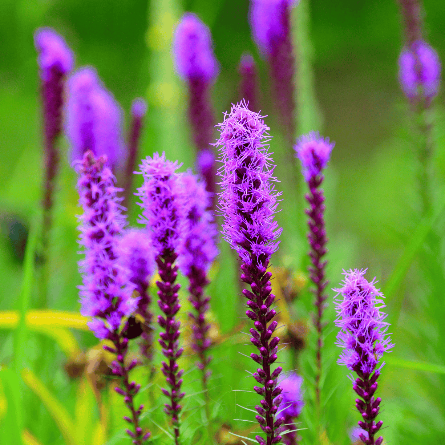 Packet of Prairie Blazing Star seeds from Southern Seeds, showcasing vibrant wildflower seeds for planting in gardens or landscapes.