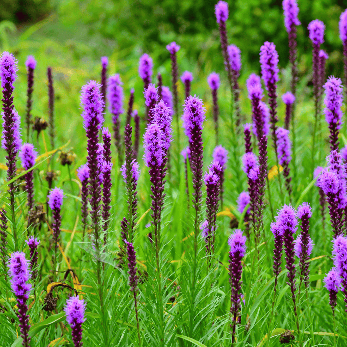 Packet of Prairie Blazing Star seeds by Southern Seeds, showing vibrant flower seeds in a resealable packet.