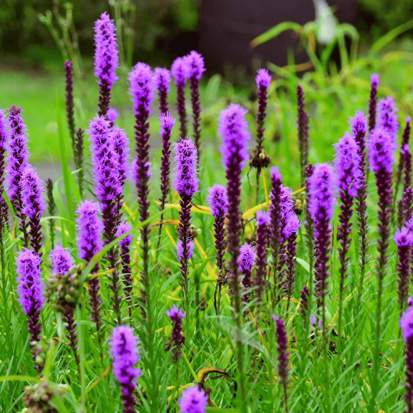 Packet of Prairie Blazing Star seeds from Southern Seeds, showcasing vibrant native wildflower seeds for planting and garden beauty.