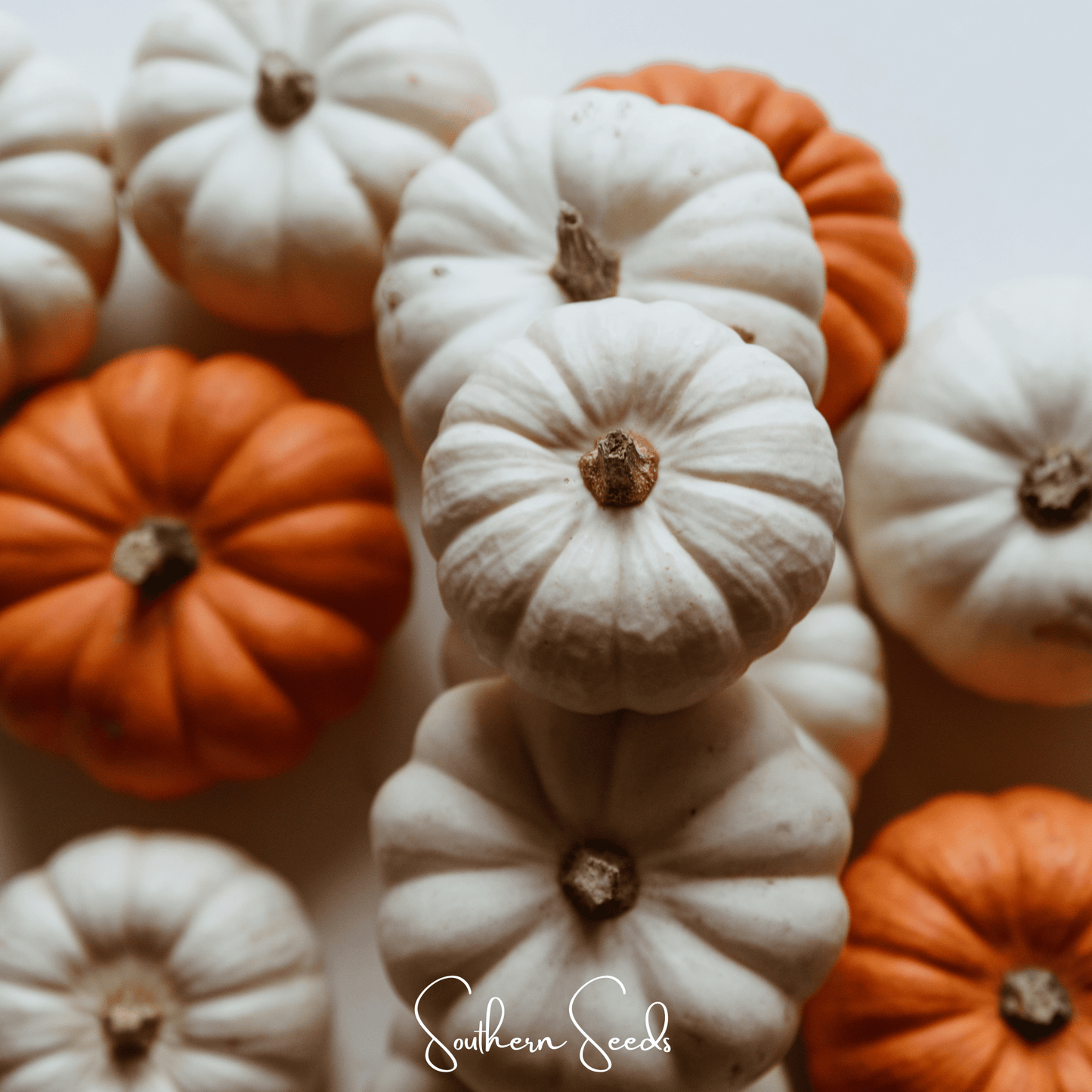 Gooligan Pumpkin seeds from Southern Seeds, showing fresh pumpkin seeds in a clear bowl, ready for planting or snacking.