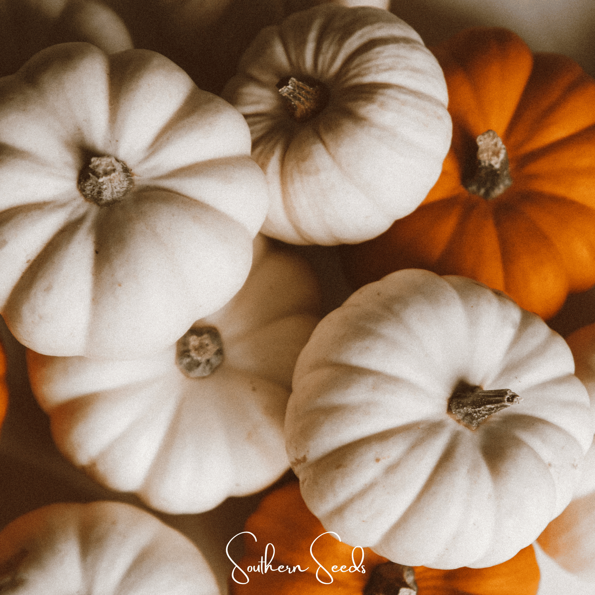 Gooligan Pumpkin seeds from Southern Seeds, 10 seeds for growing large Cucurbita maxima pumpkins in your garden.