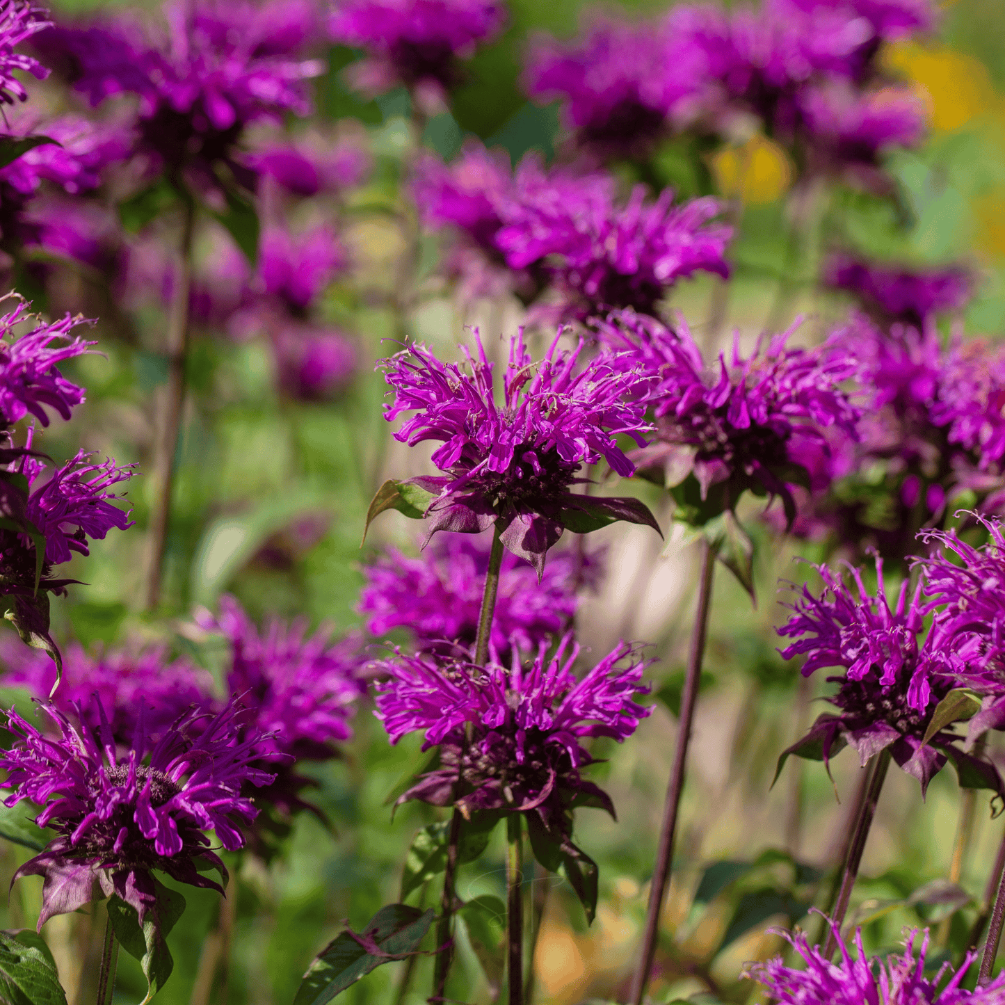 Packet of Southern Seeds Purple Bee Balm with 50 seeds, showcasing vibrant purple flowers and green foliage.