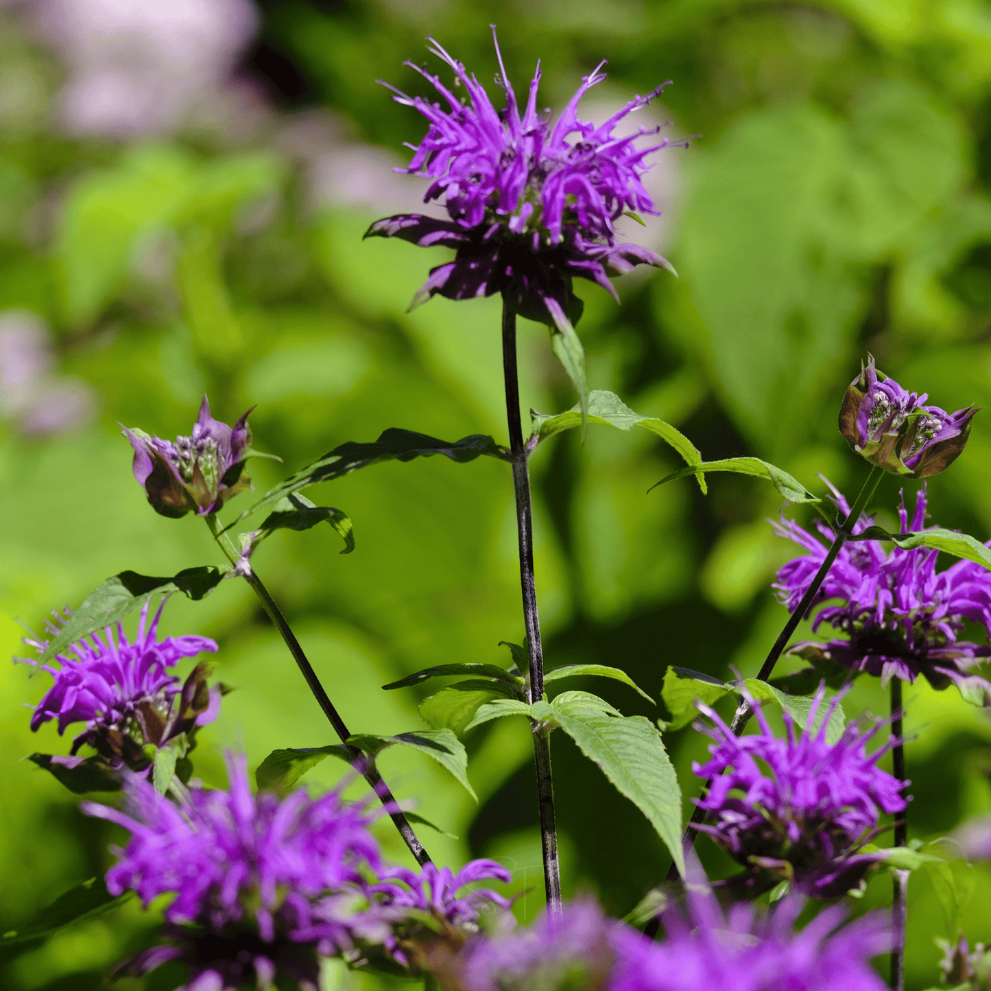 Packet of Southern Seeds Purple Bee Balm with 50 seeds, showcasing vibrant purple flowers for garden planting and pollinator attraction.