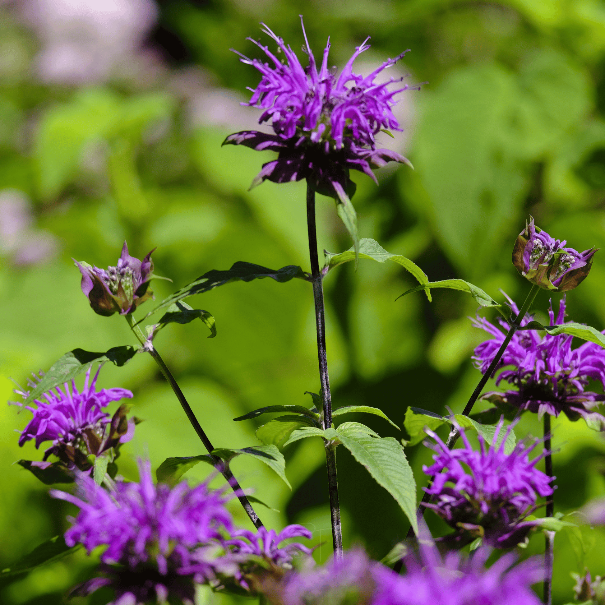 Packet of Southern Seeds Purple Bee Balm with 50 seeds, showcasing vibrant purple flowers for garden planting and pollinator attraction.
