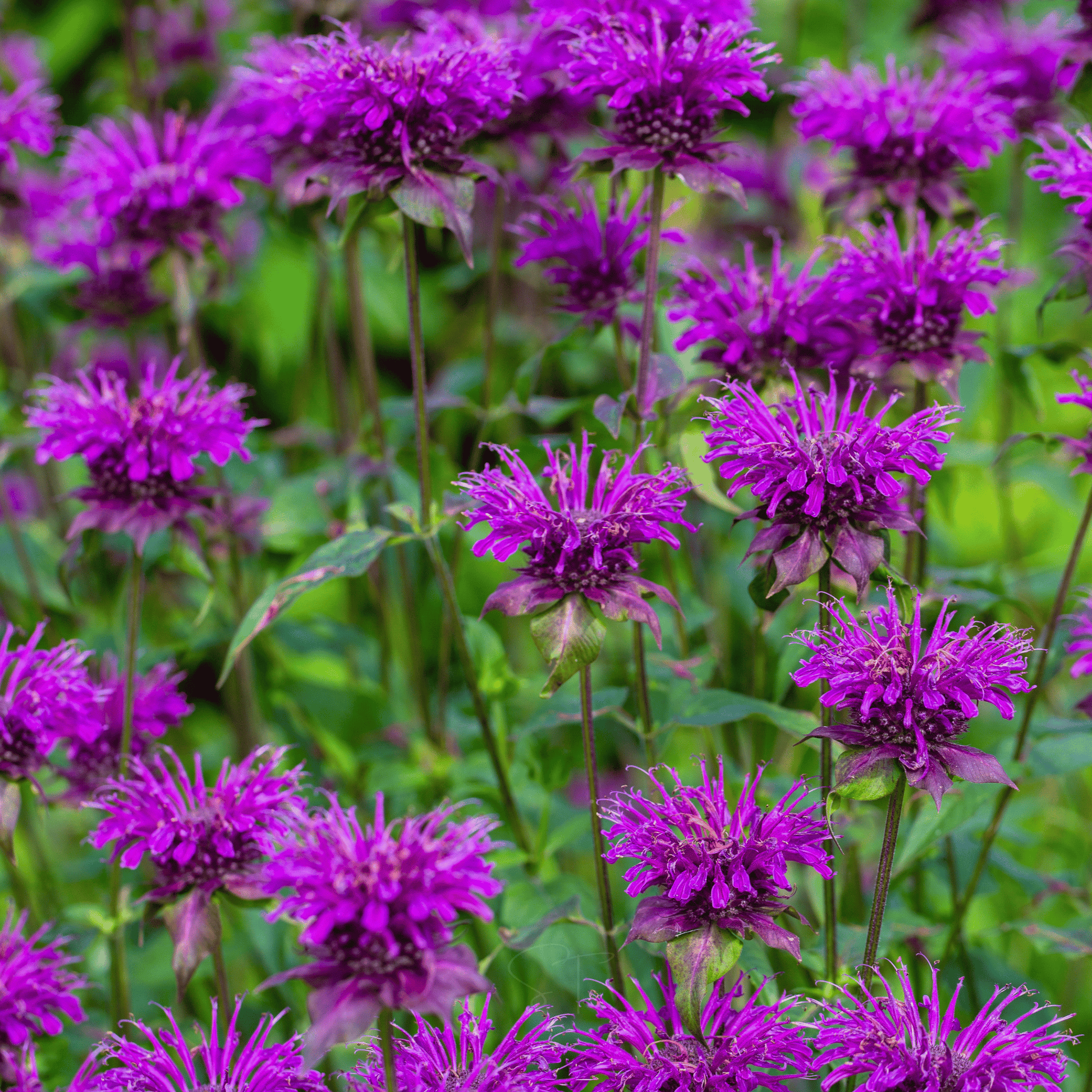 Purple Bee Balm seed packet from Southern Seeds, featuring vibrant purple flowers and 50 seeds for garden planting.