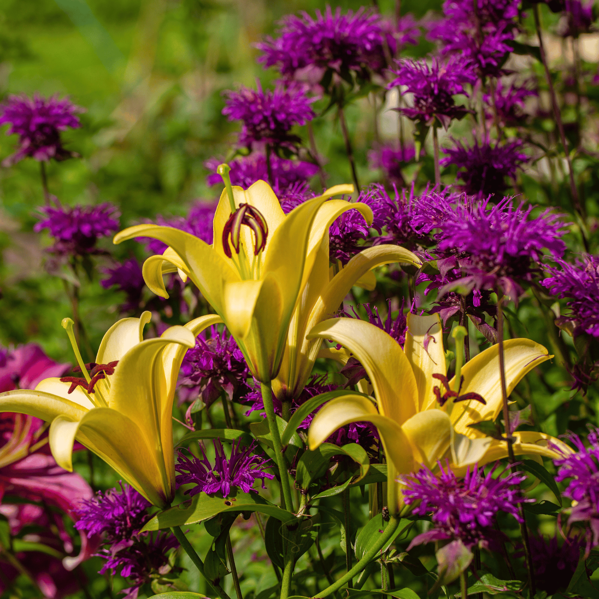 Purple Bee Balm seeds packet from Southern Seeds, featuring vibrant purple flowers and lush green foliage.