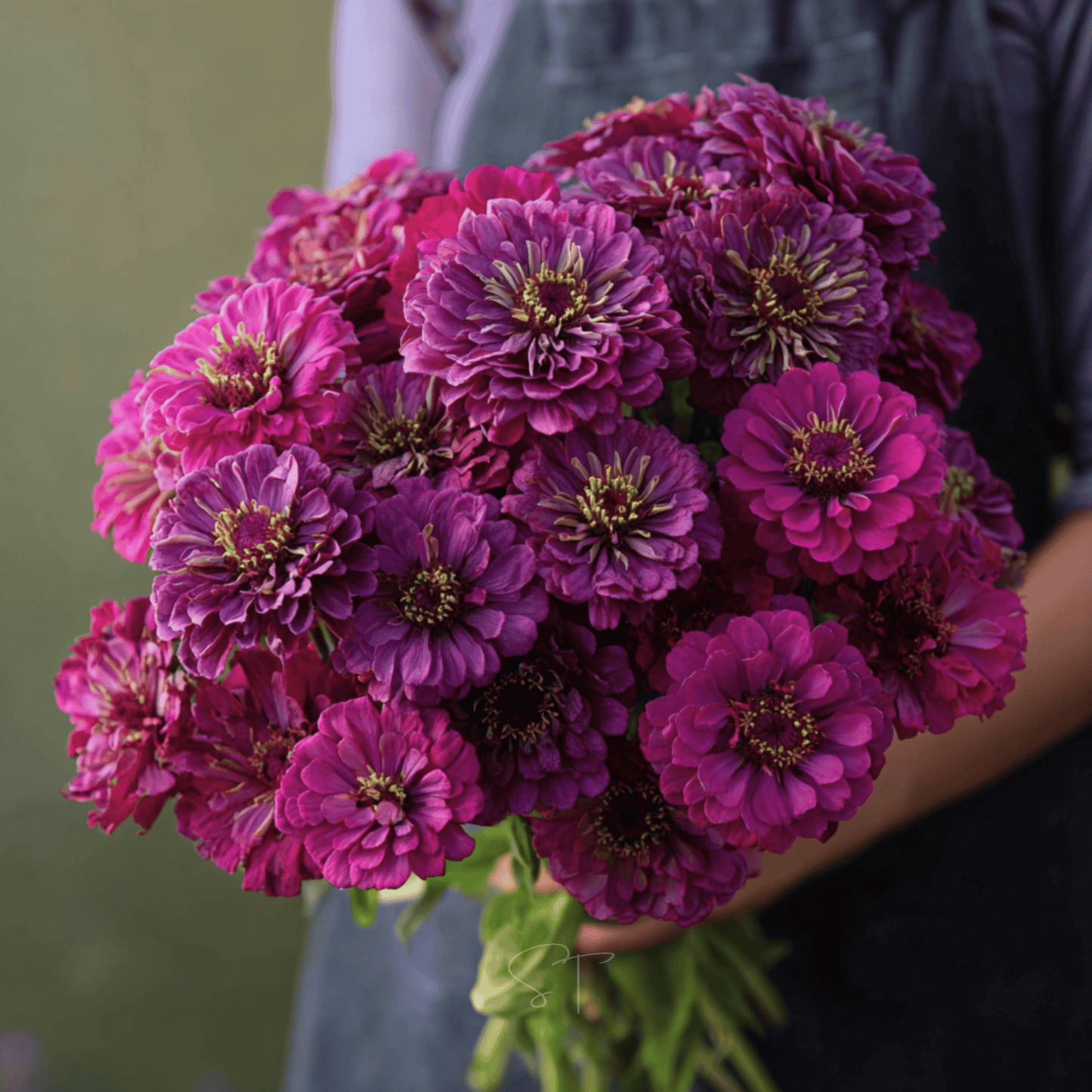 Purple Prince Zinnia seed packet by Southern Seeds, showcasing vibrant purple Zinnia flowers for garden planting.