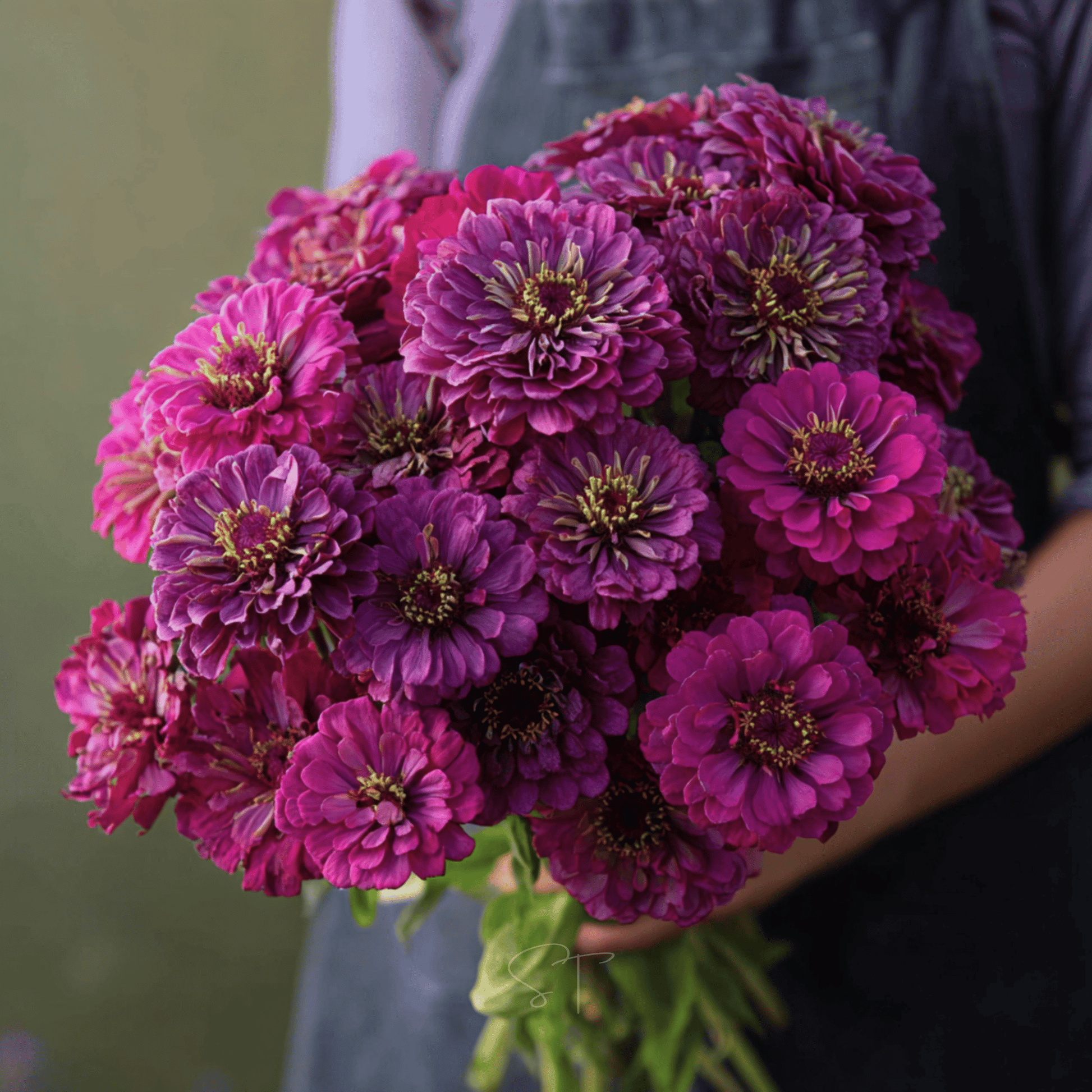 Purple Prince Zinnia seed packet by Southern Seeds, showcasing vibrant purple Zinnia flowers for garden planting.
