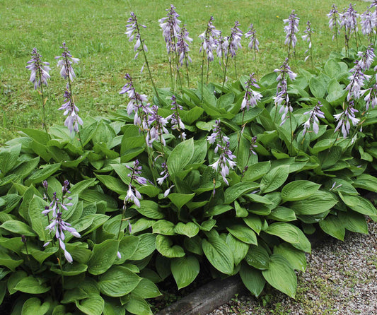 Purple flowering hosta plant with lavender blooms, shade-loving perennial in a garden setting, suitable for zones 3-9.
