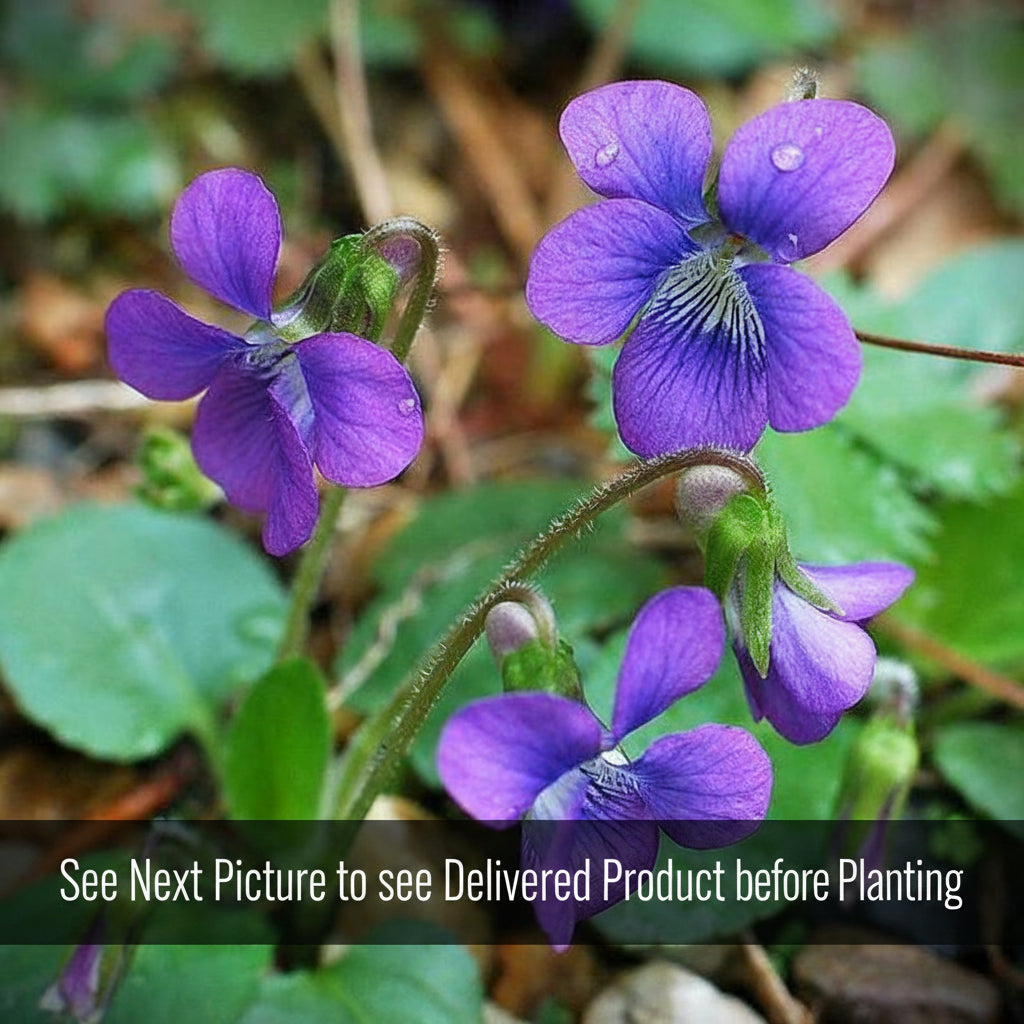 Native Purple Violet Live Plant – Viola sororia – Native Shade Groundcover – Zones 3–8