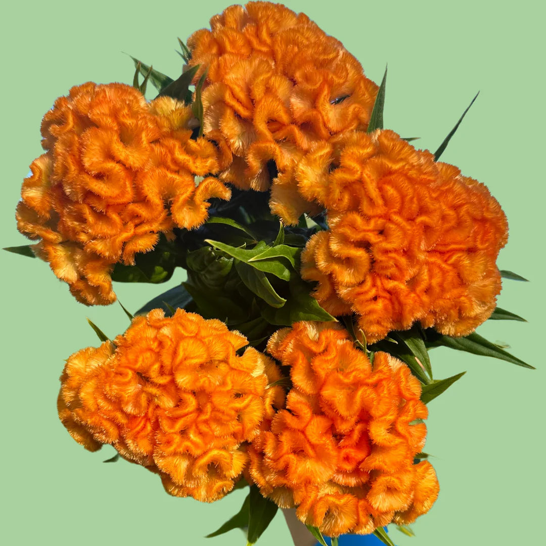Cockscomb Queen Orange Celosia seeds from John's Plant Adventures, showing vibrant orange flower clusters and seed packaging.