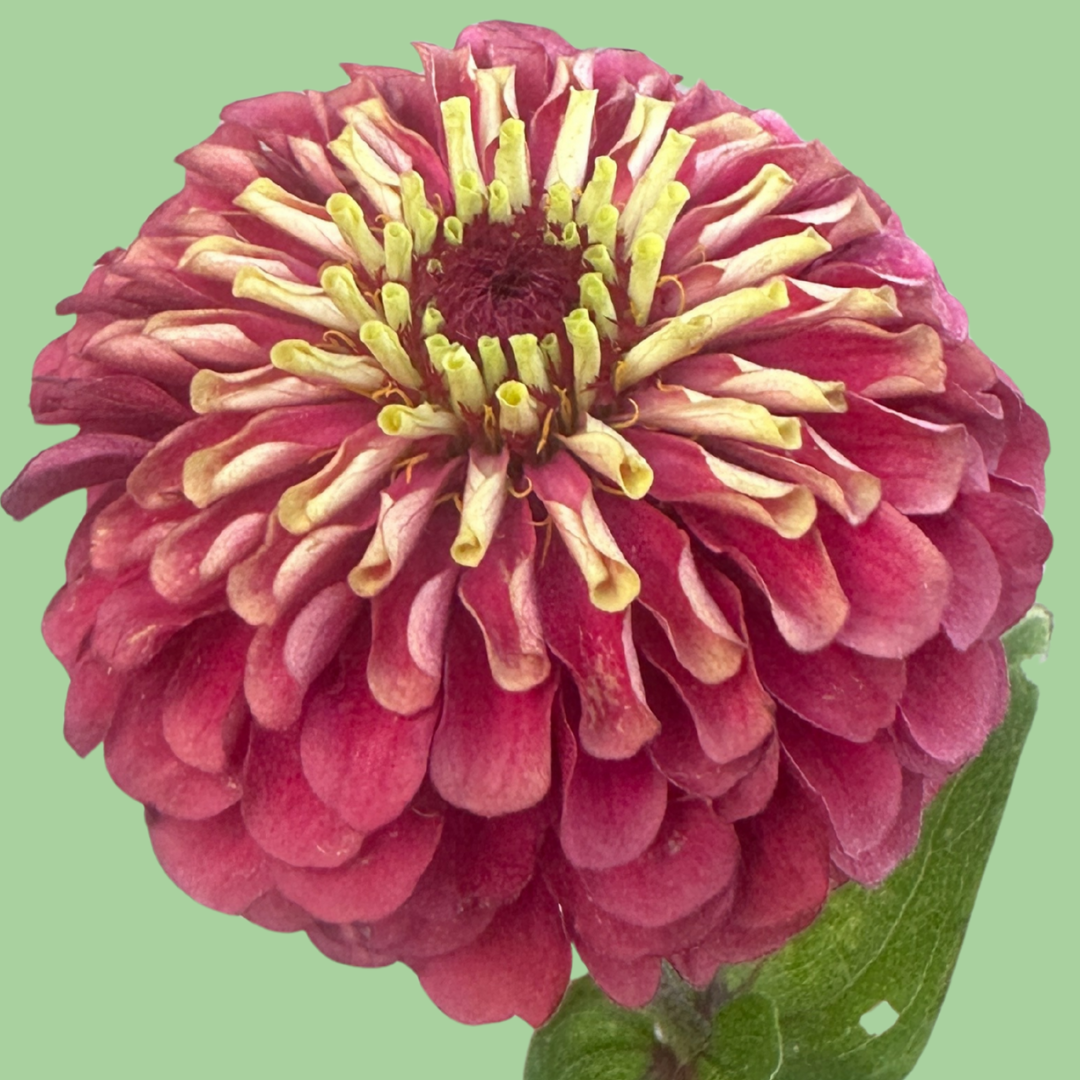 Zinnia Queen Lime Red flower seeds from John's Plant Adventures, vibrant red and lime green blooms, packaged in a seed packet.