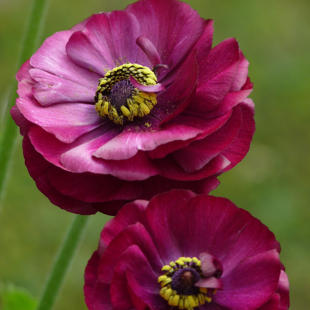 Purple Ranunculus Tecolote corms from John's Plant Adventures, showing vibrant flower buds and healthy planting material.