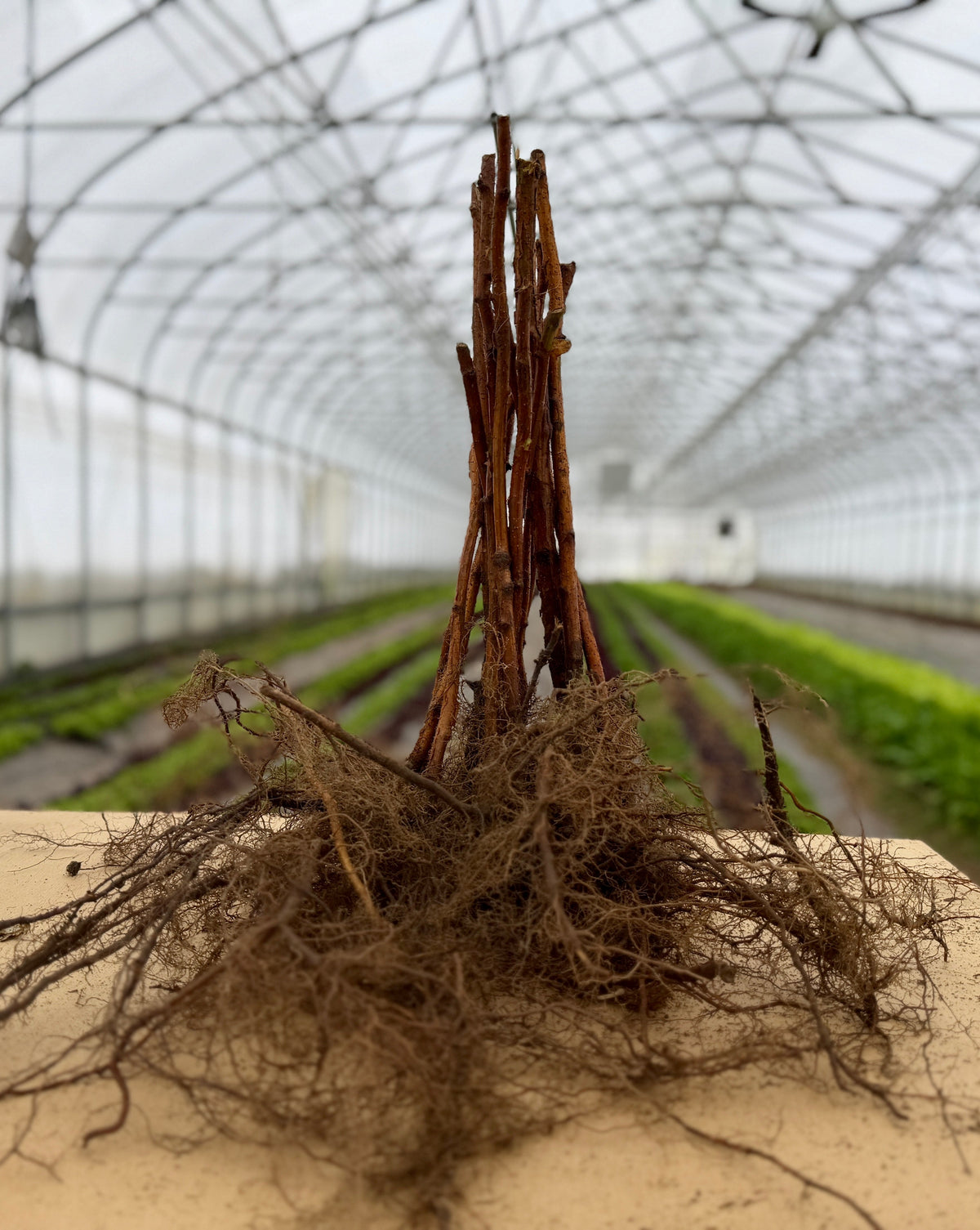 Double Gold Raspberry bare root plants from The Farm On Central, showing 10 healthy raspberry plants ready for planting.