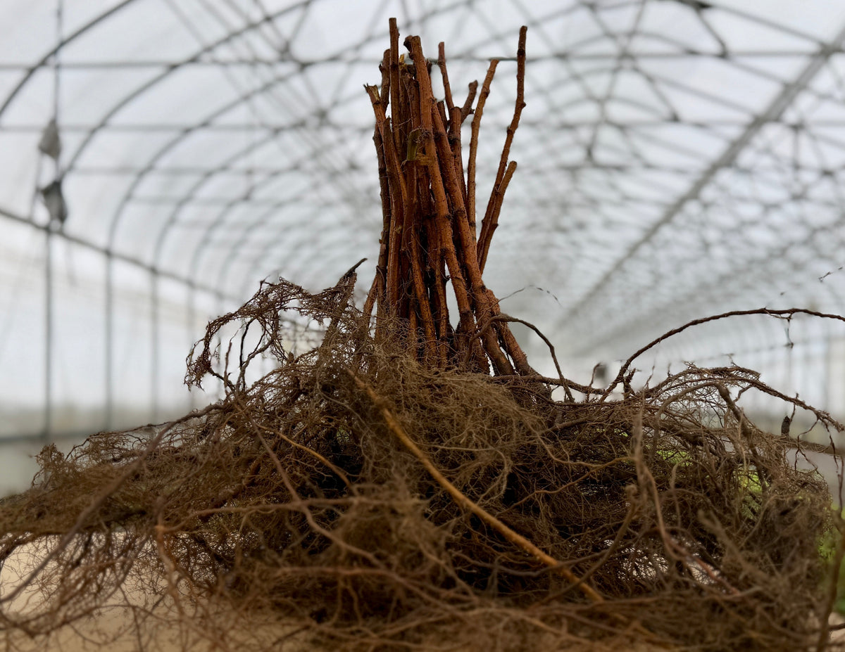 Double Gold Raspberry bare root plants from The Farm On Central, showing healthy raspberry canes in 25-pack bundle.