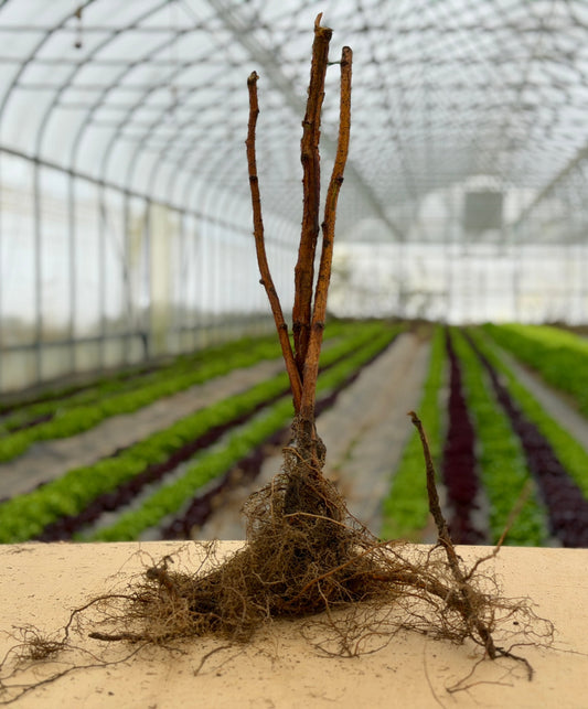 Single Caroline Raspberry plant from The Farm On Central, showing healthy bare root with green leaves and vibrant raspberry buds.
