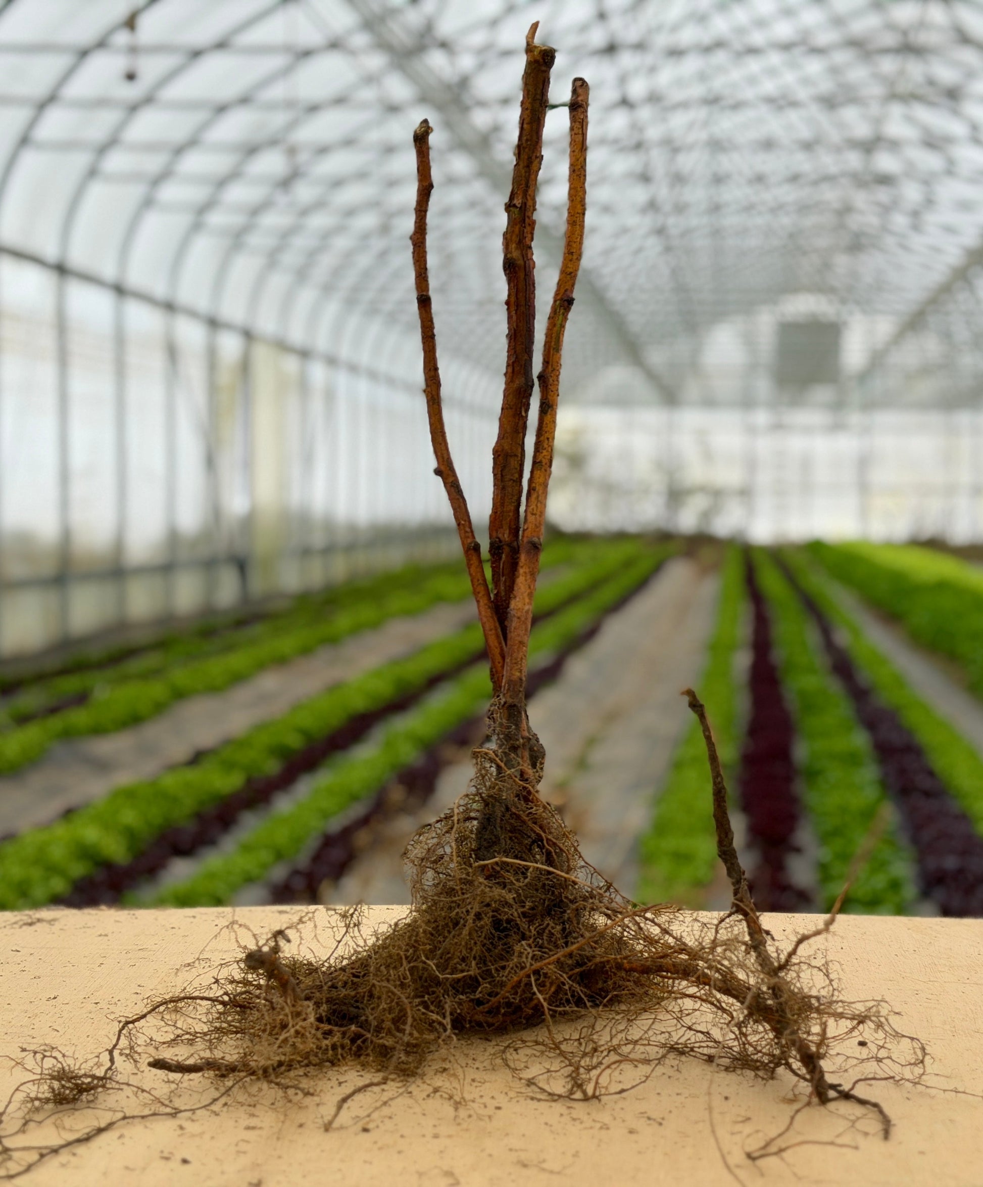 Heritage Raspberry plant from The Farm On Central with vibrant red berries and lush green leaves, ready for planting.