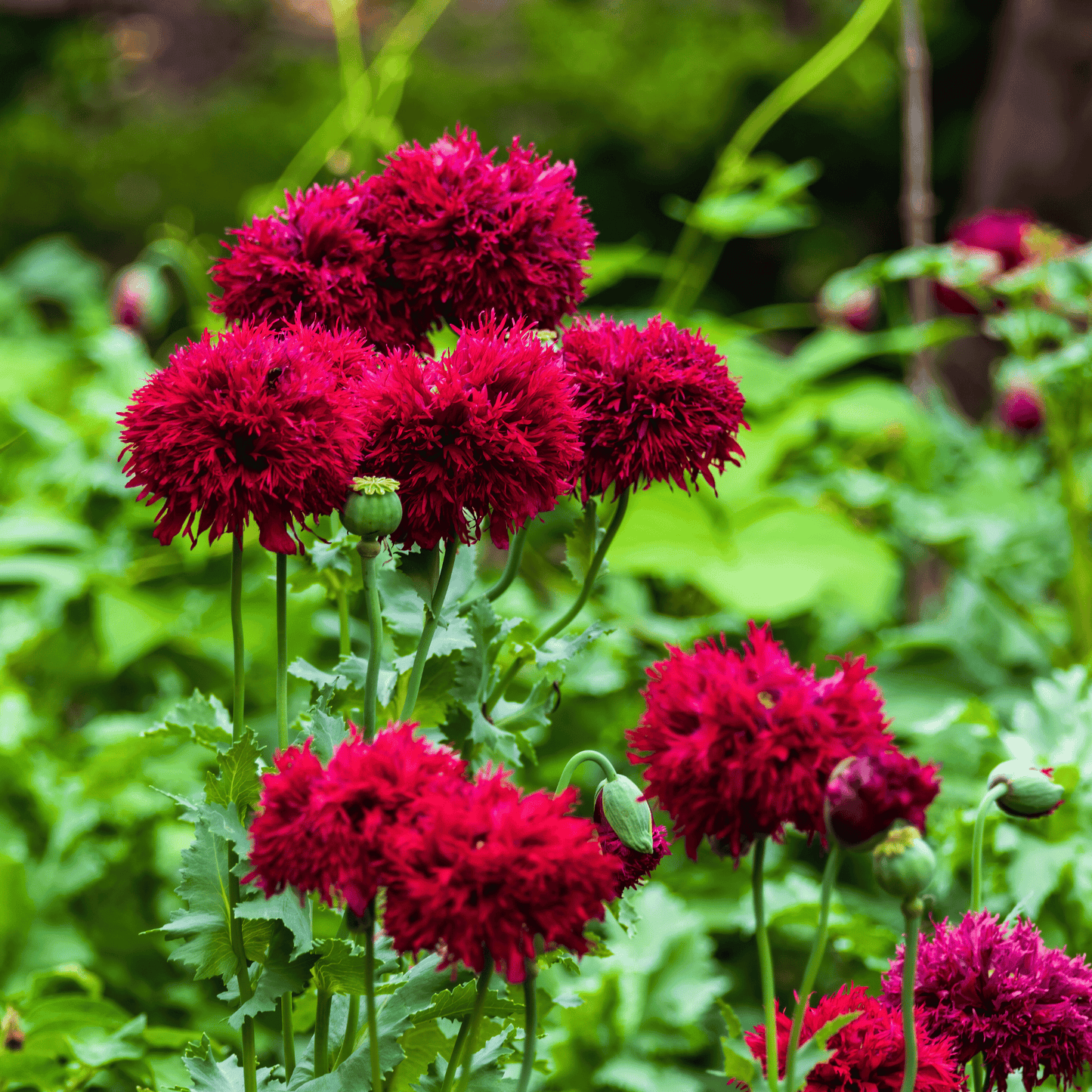 Red Peony Poppy seed packet from Southern Seeds, showcasing vibrant red flower seeds for planting and gardening.