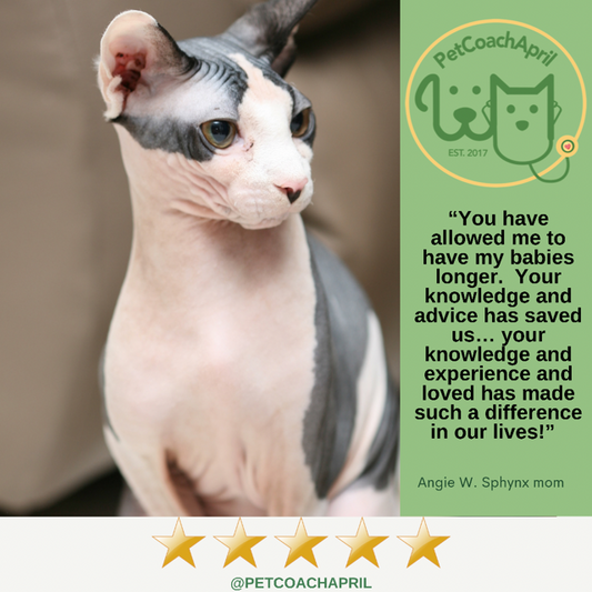 ReNewedPet holistic pet health and behavior consult with an expert, focusing on natural pet wellness and behavioral guidance.
