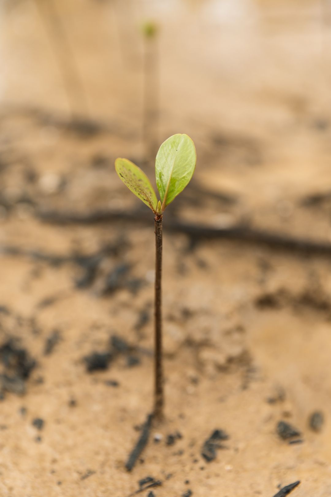 Two small sprout trees with green leaves and thin trunks, shown as part of Sprout additional trees collection by Sprout - TheGoodAPI.