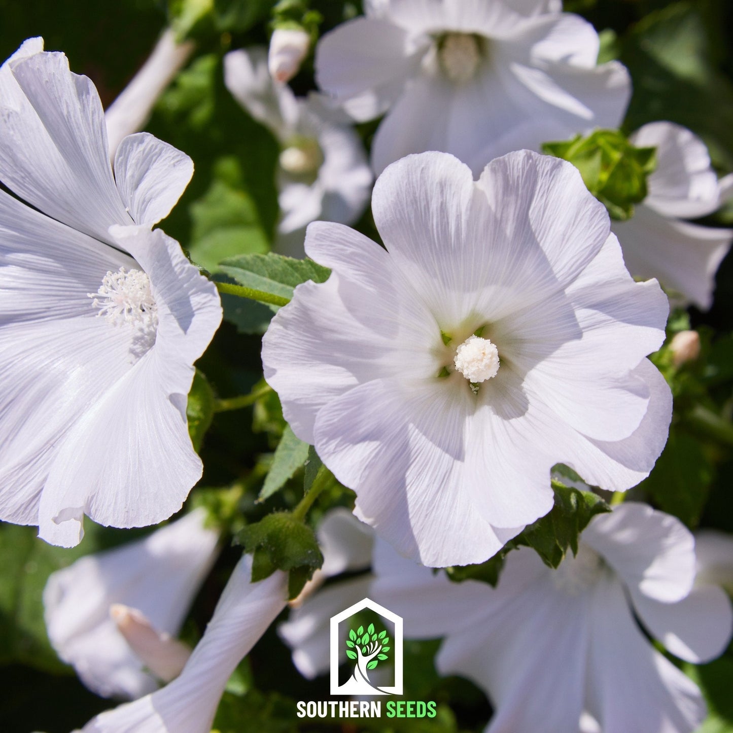 Rose Mallow Mix seeds by Southern Seeds, featuring vibrant pink and white flowers, ideal for garden planting and attracting pollinators.