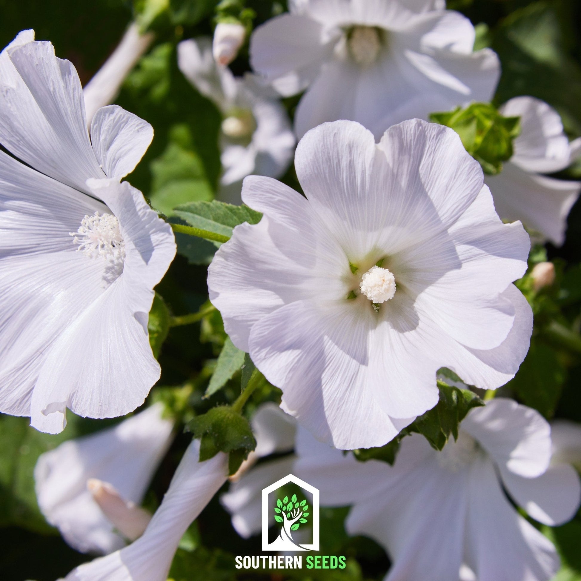 Rose Mallow Mix seeds by Southern Seeds, featuring vibrant pink and white flowers, ideal for garden planting and attracting pollinators.