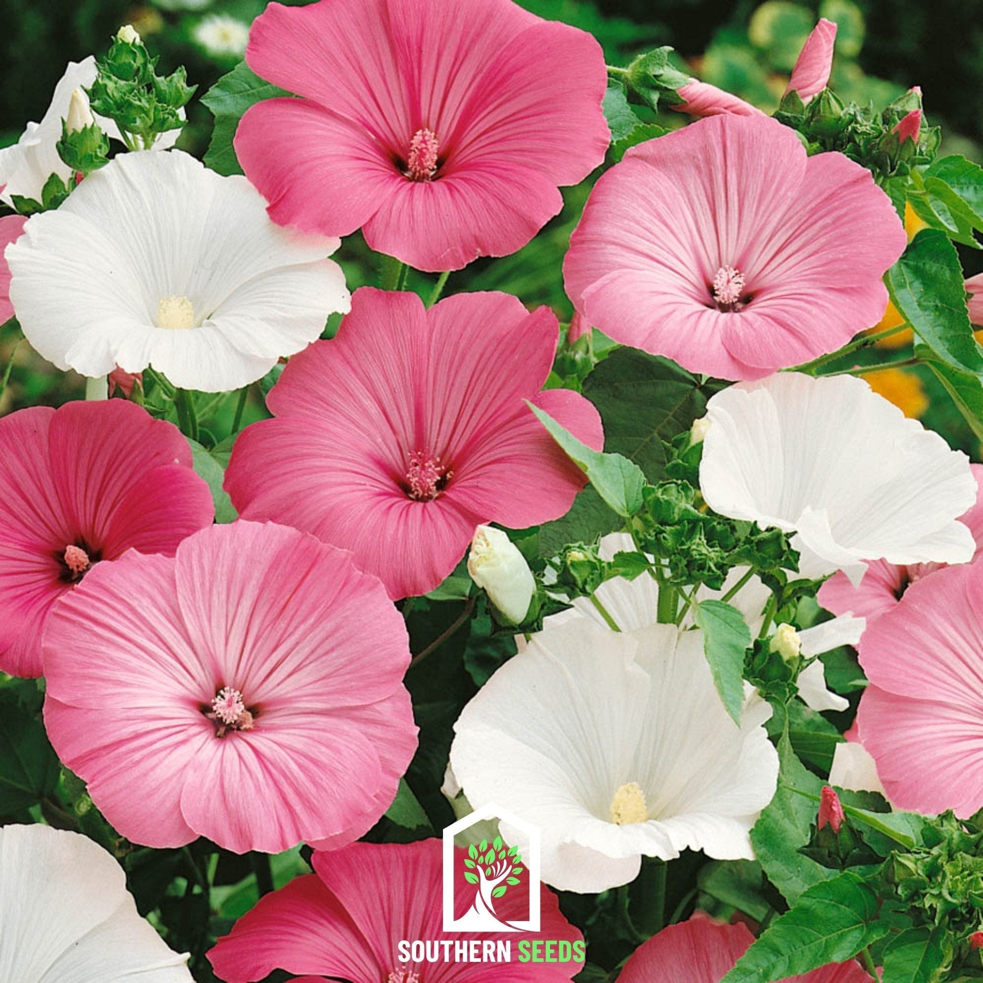 Rose Mallow Mix seeds by Southern Seeds, showing vibrant flower buds and green foliage on the seed packet.