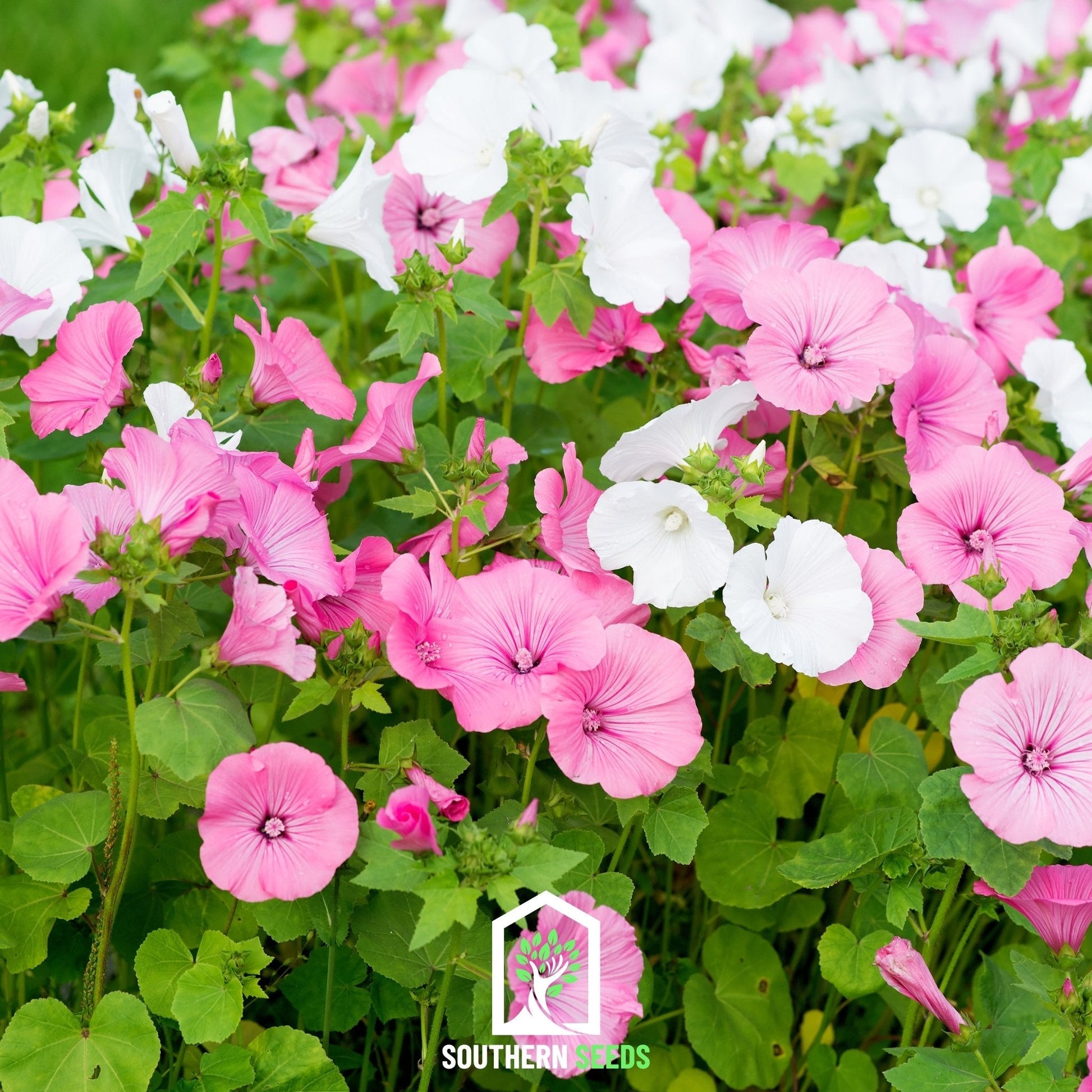 Rose Mallow Mix seeds by Southern Seeds, showing vibrant flower buds and green foliage, ideal for garden planting.