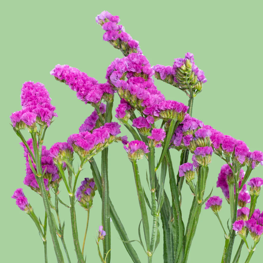 John's Plant Adventures Statice QIS rose seeds for planting, featuring vibrant flower seeds ideal for garden growth.