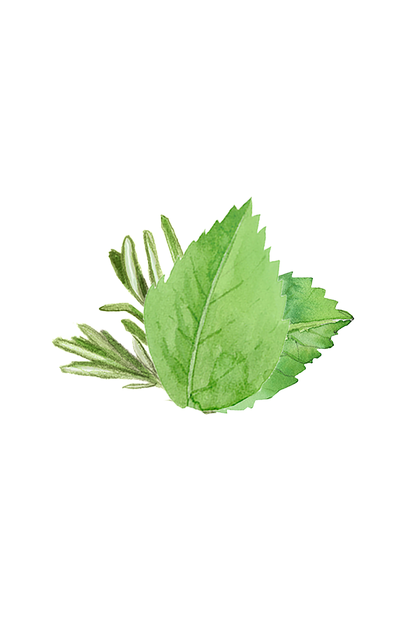 Rustic Strength Moisturizing Body Wash with rosemary and mint, in a 16 oz bottle, showing the fresh, herbal scent and clear liquid.
