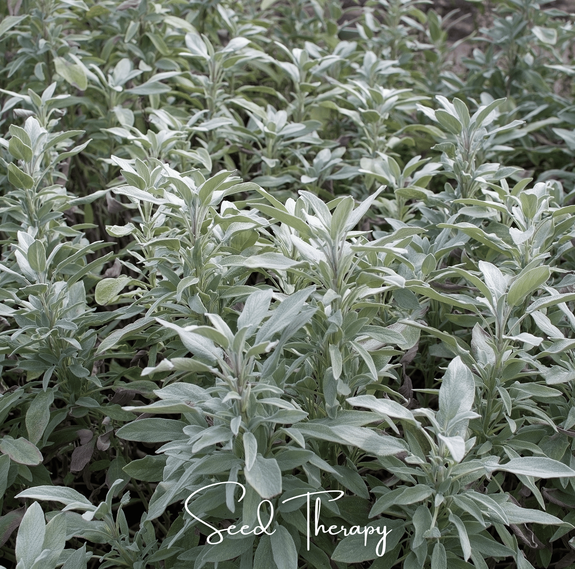 White Sage seeds by Southern Seeds, 50 premium Salvia apiana seeds for smudging and herbal uses.
