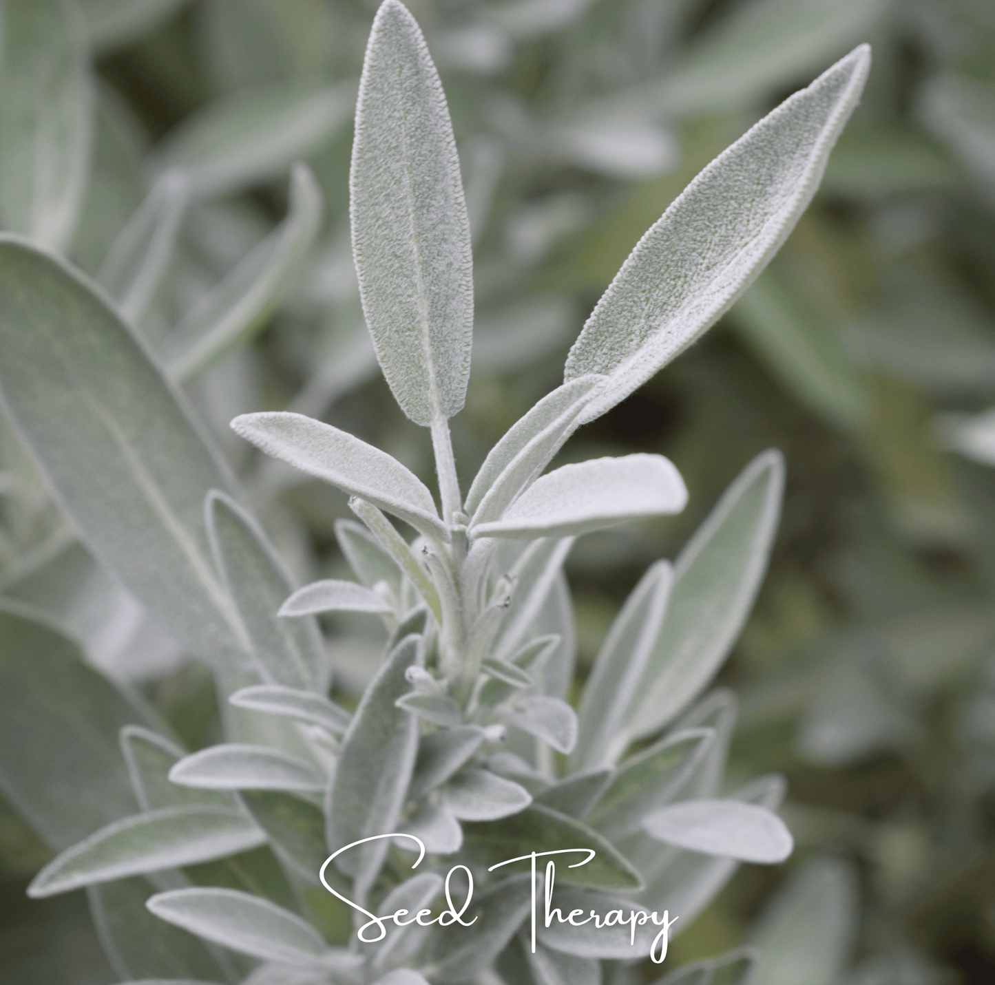 White Sage seeds from Southern Seeds, showing small gray-green sage seeds ideal for smudging and herbal planting.