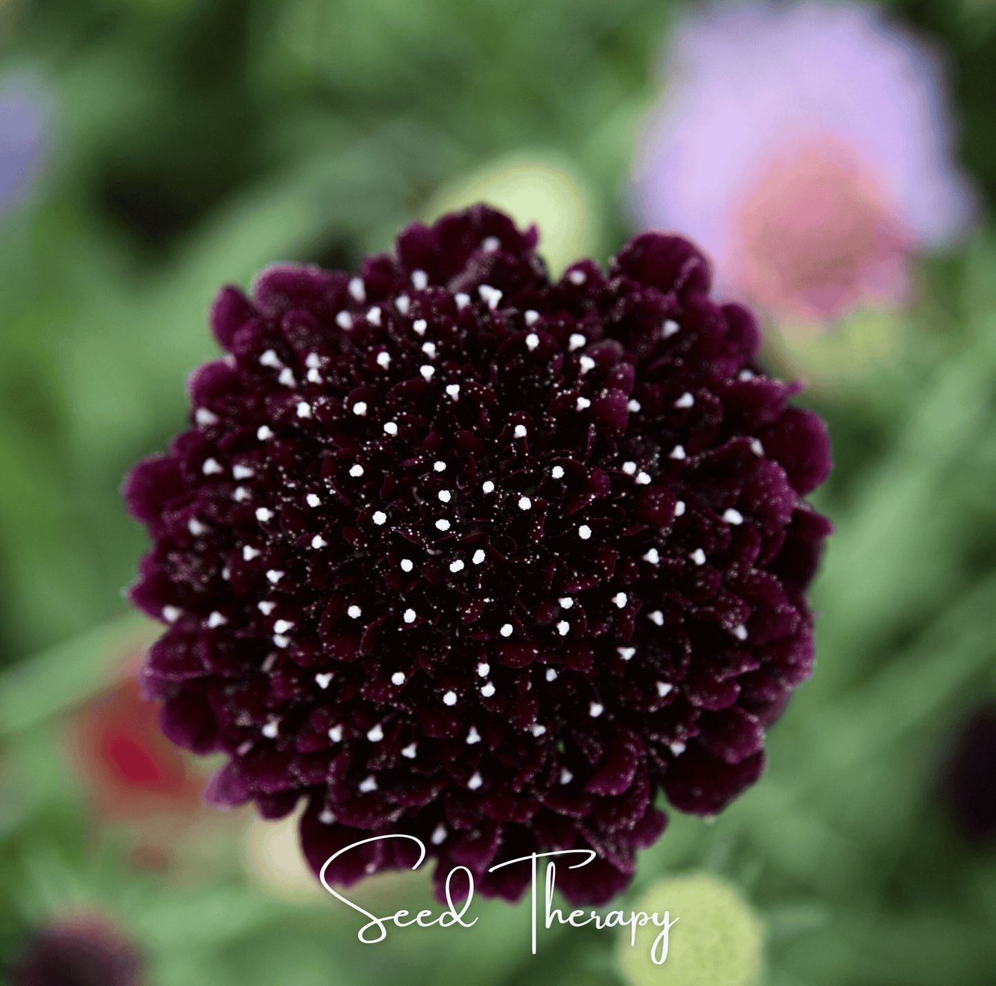 Black Knight Scabiosa seeds from Southern Seeds, showcasing dark purple flower buds and green foliage, ready for planting.